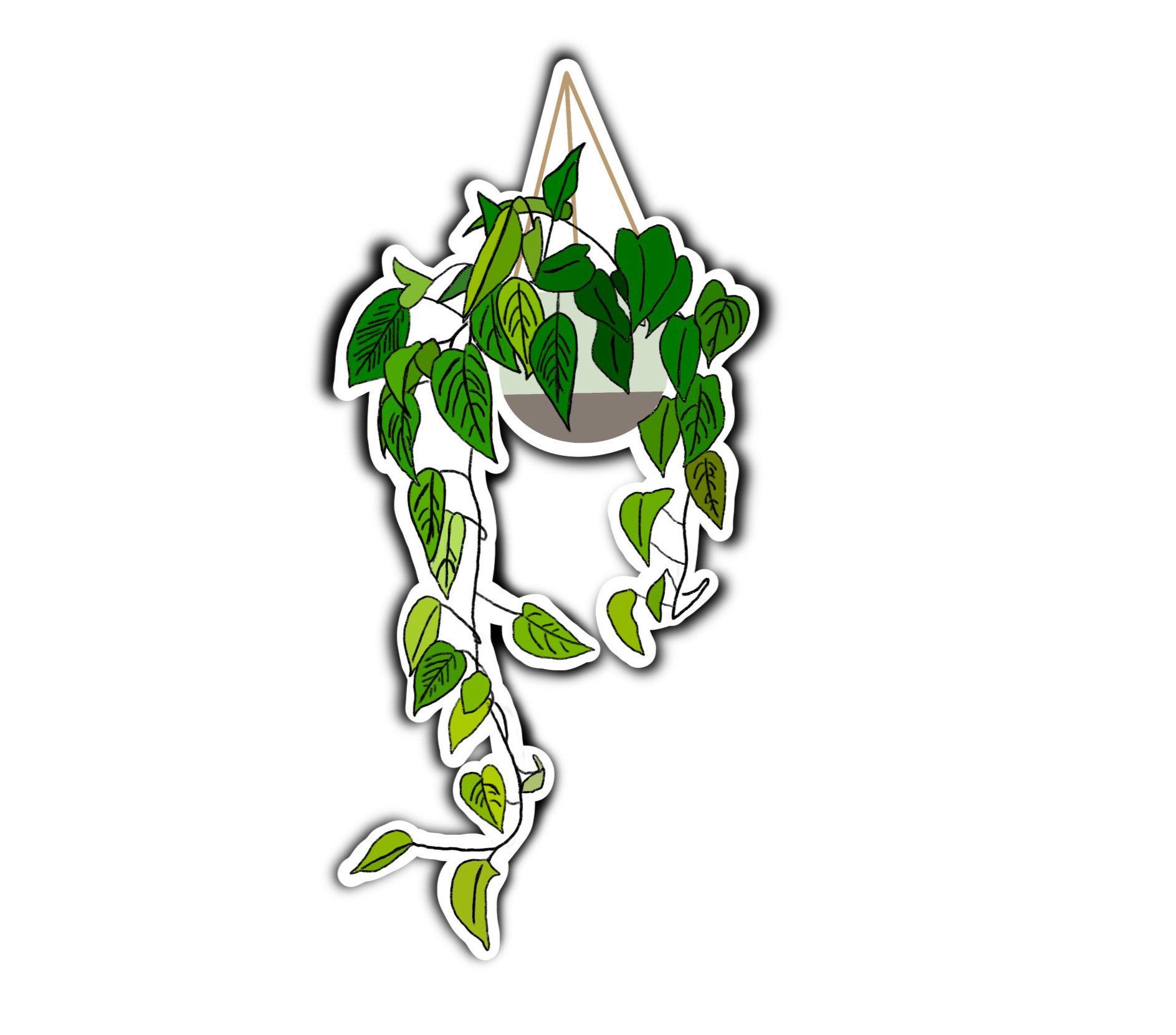 Marble Pothos