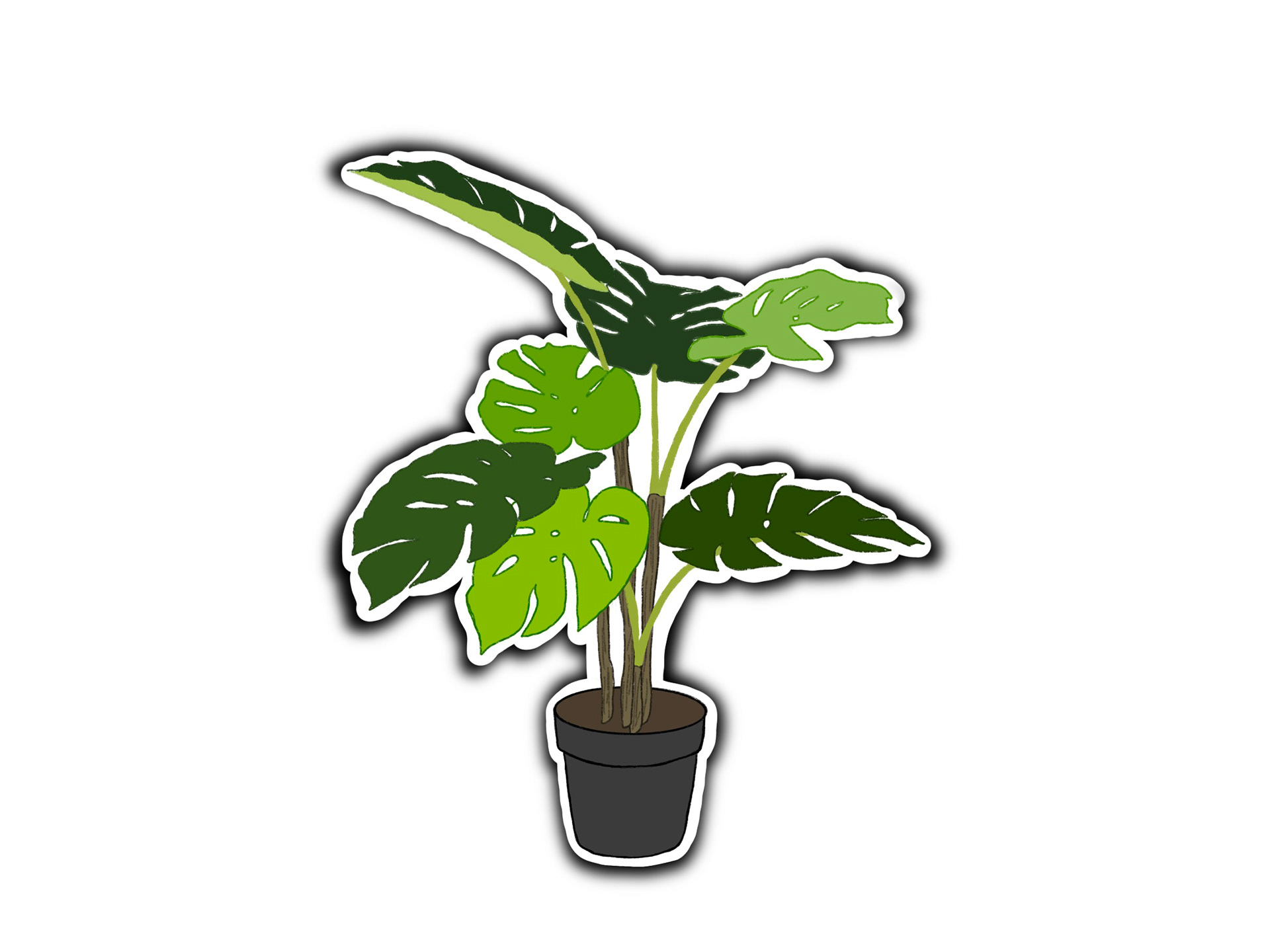 Monstera