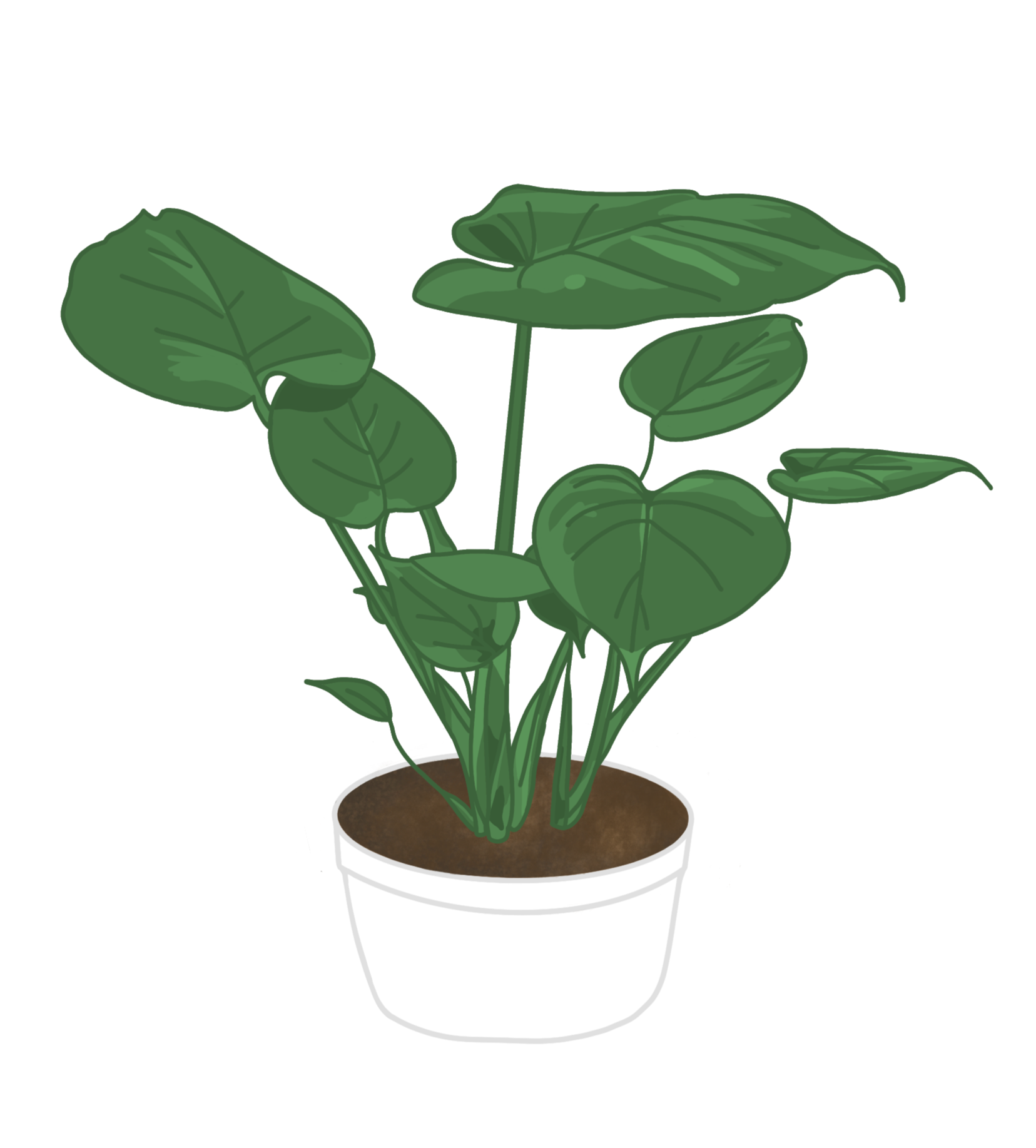 Chinese Evergreen Potted Plant