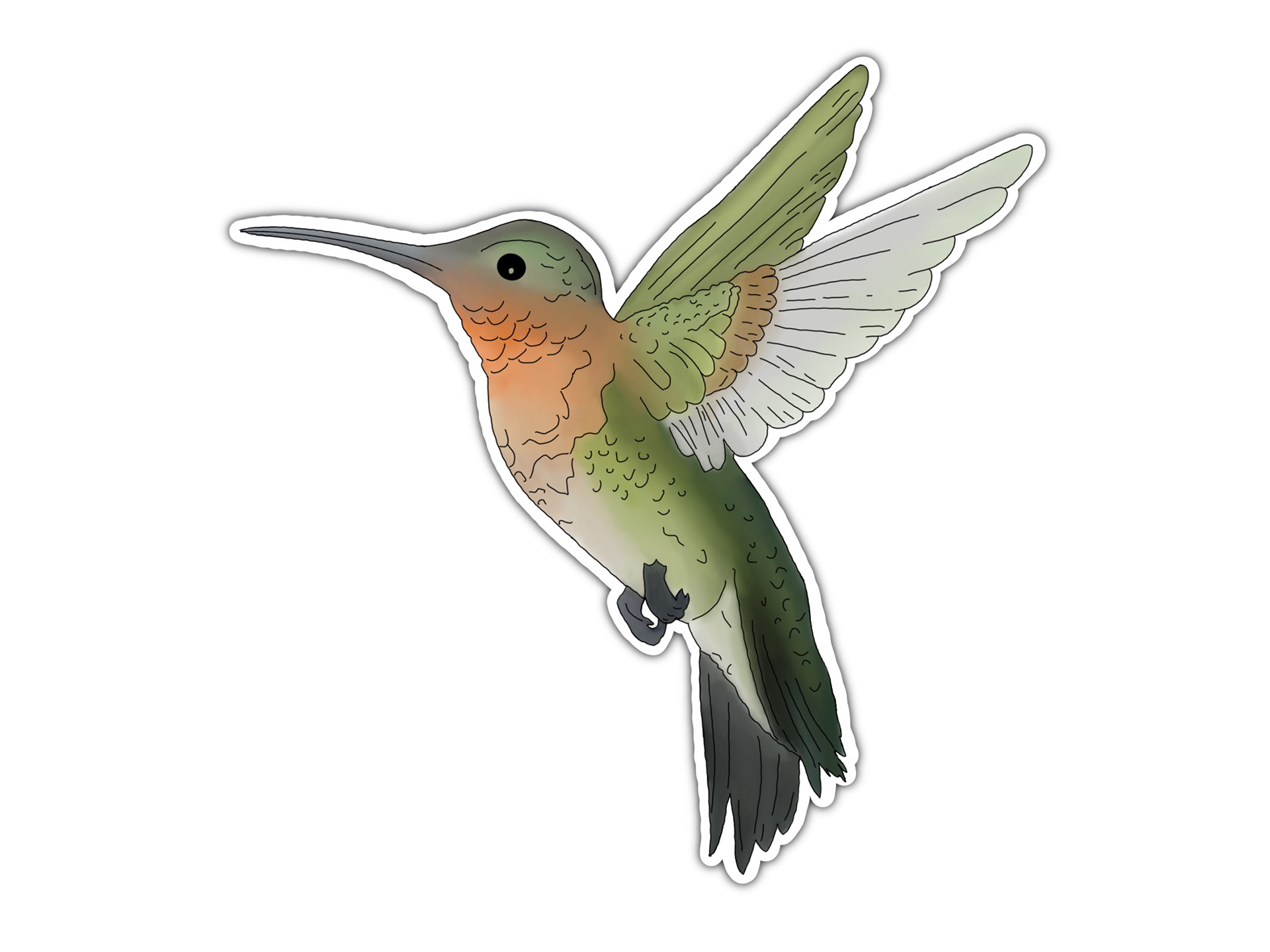 Hummingbird