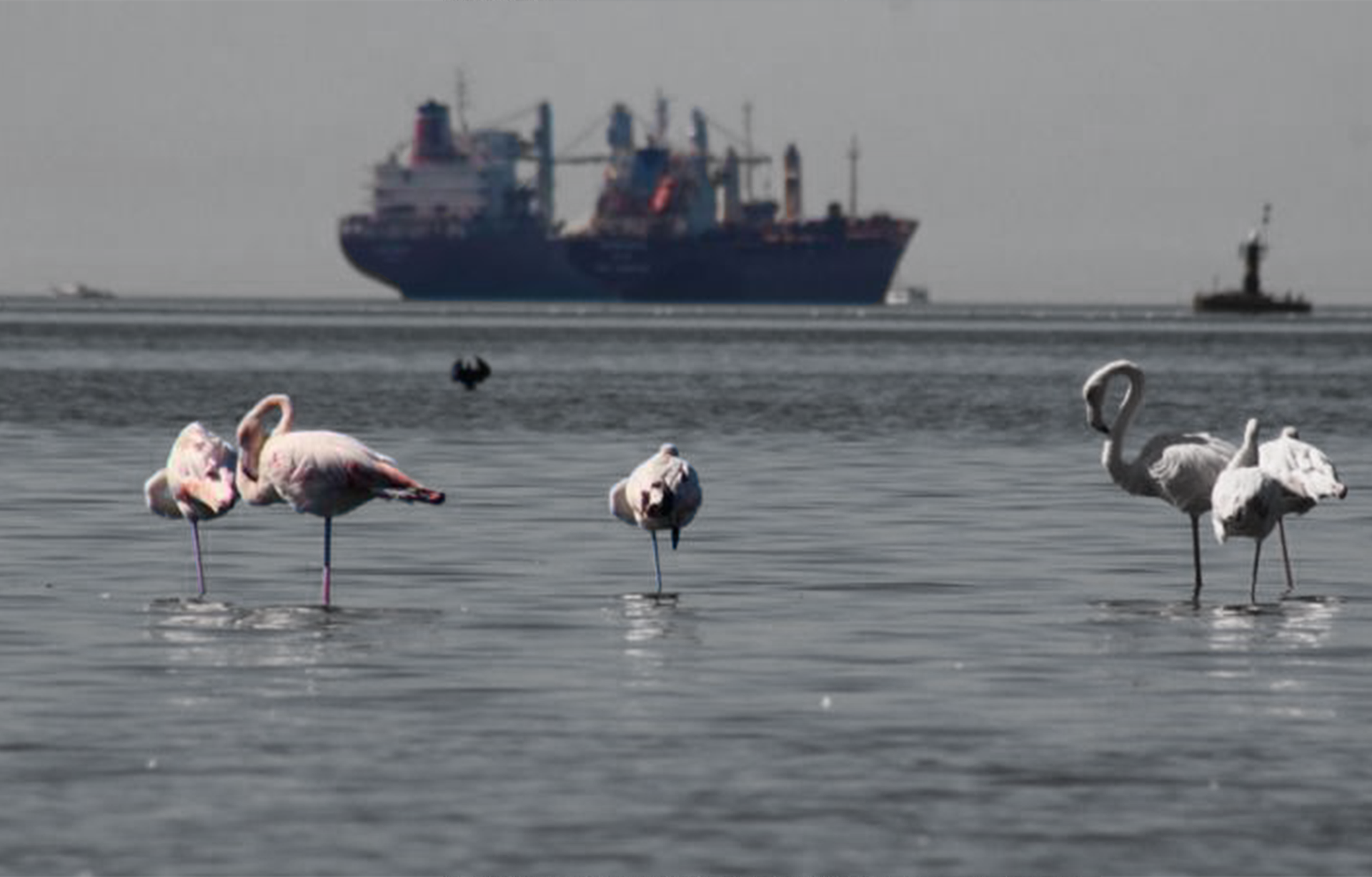 Flamingos are Still Coming Near the Bay in Izmit