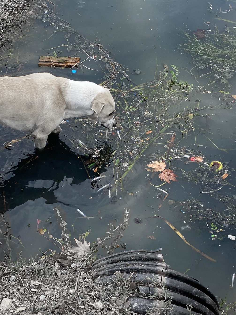 Wastes Still Polluting the Bay in Izmit