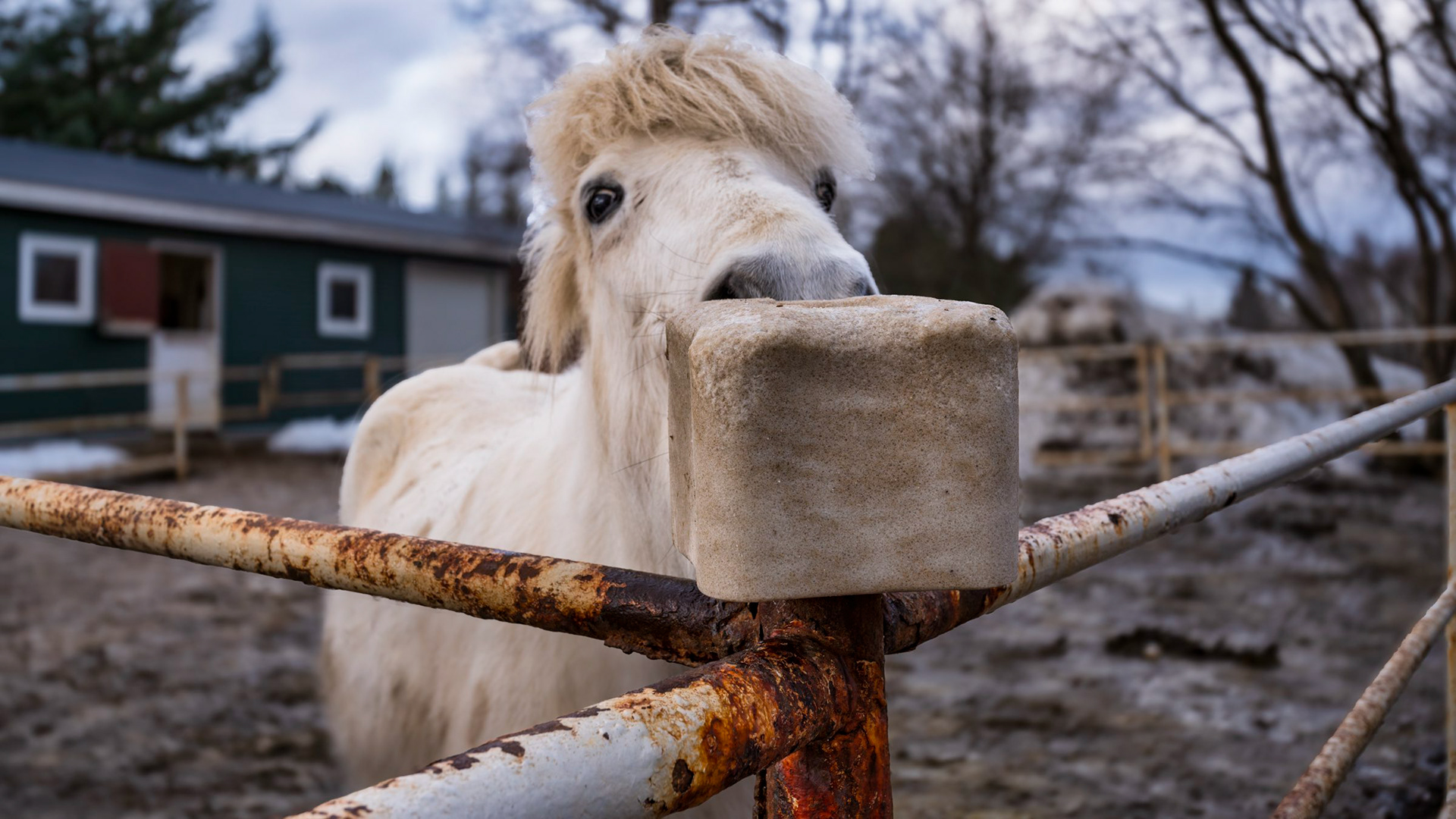 Slawick, Iceland