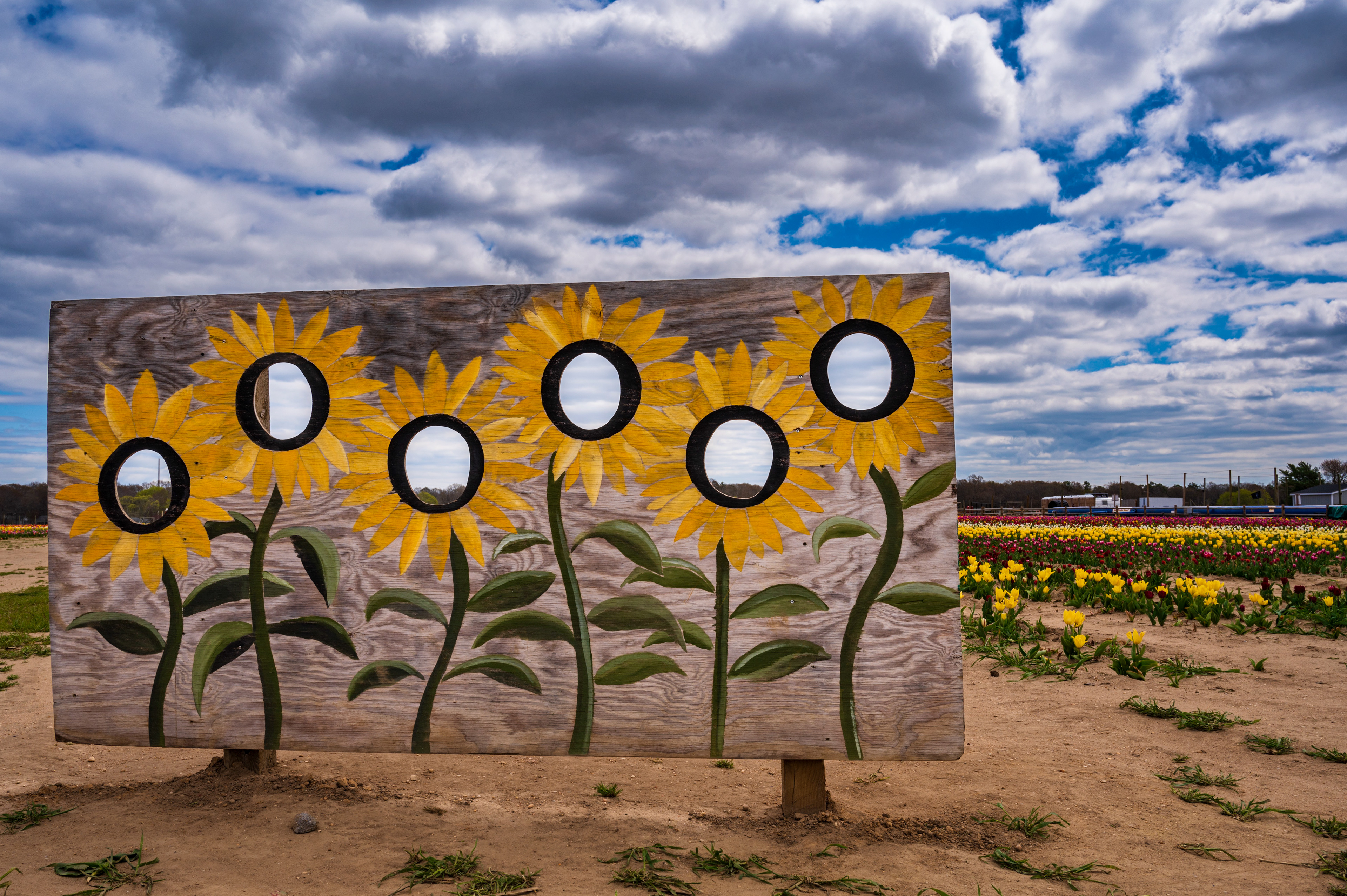Sunflower Power, Riverhead NY