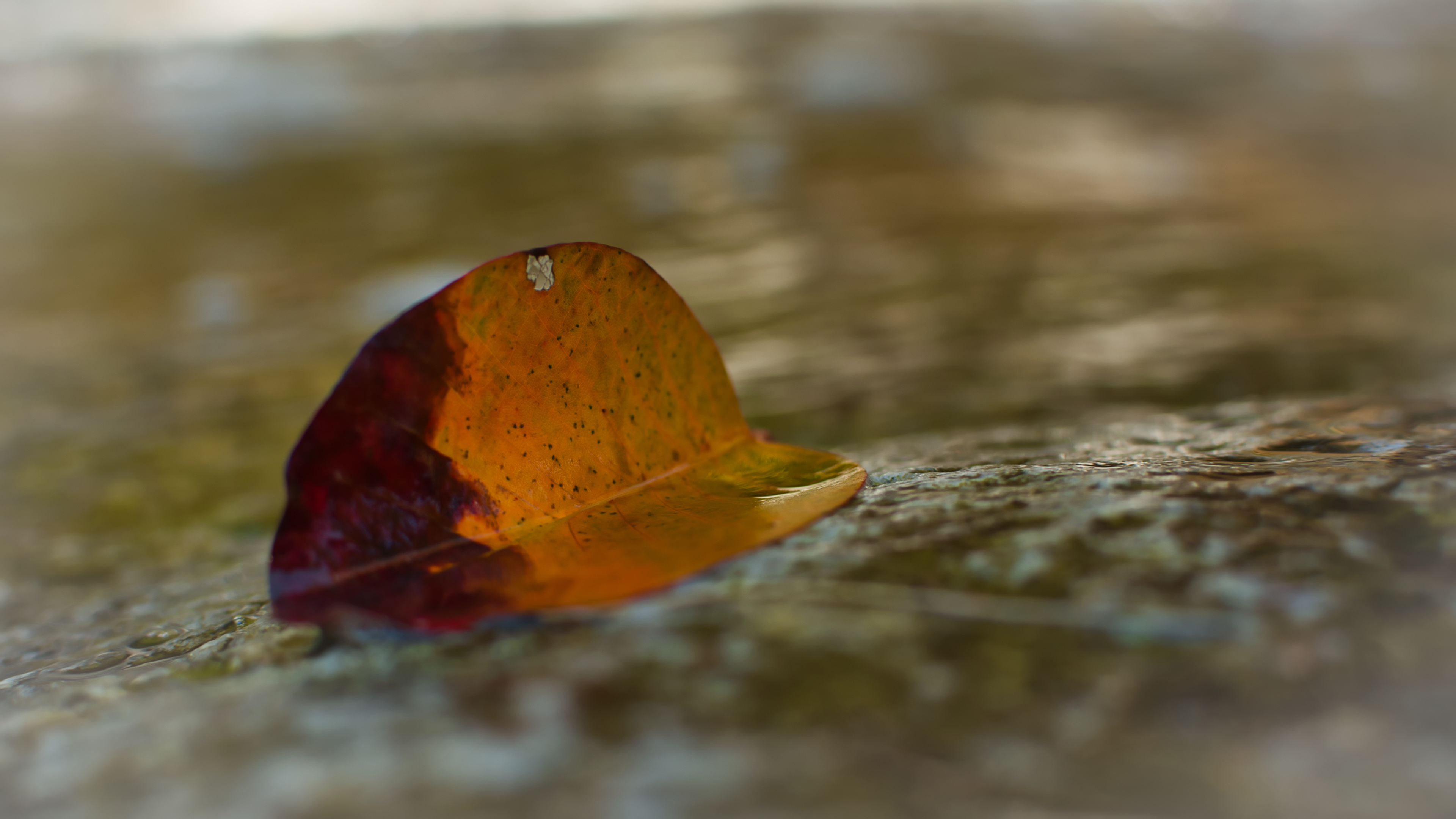 Dare to Be Different, Peterskill Falls 