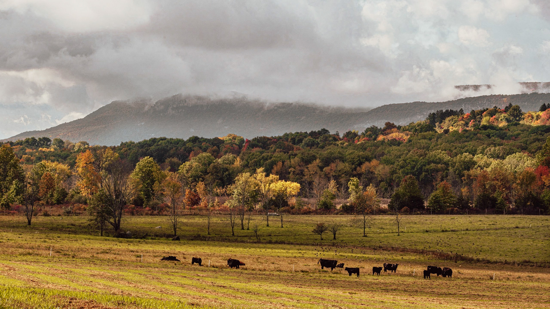 Grazing, New Paltz, NY