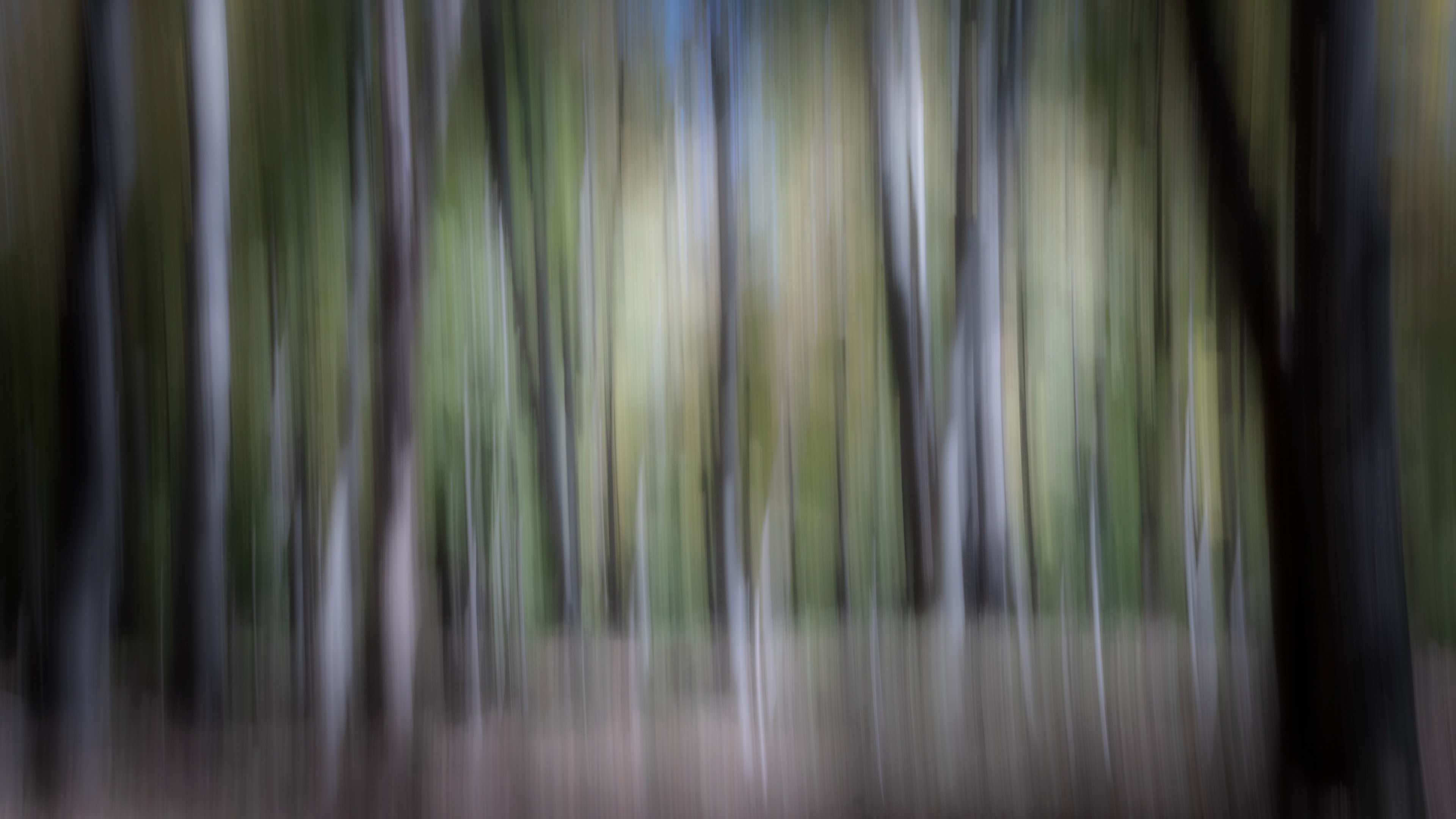 Memories of Trees, Long Island NY