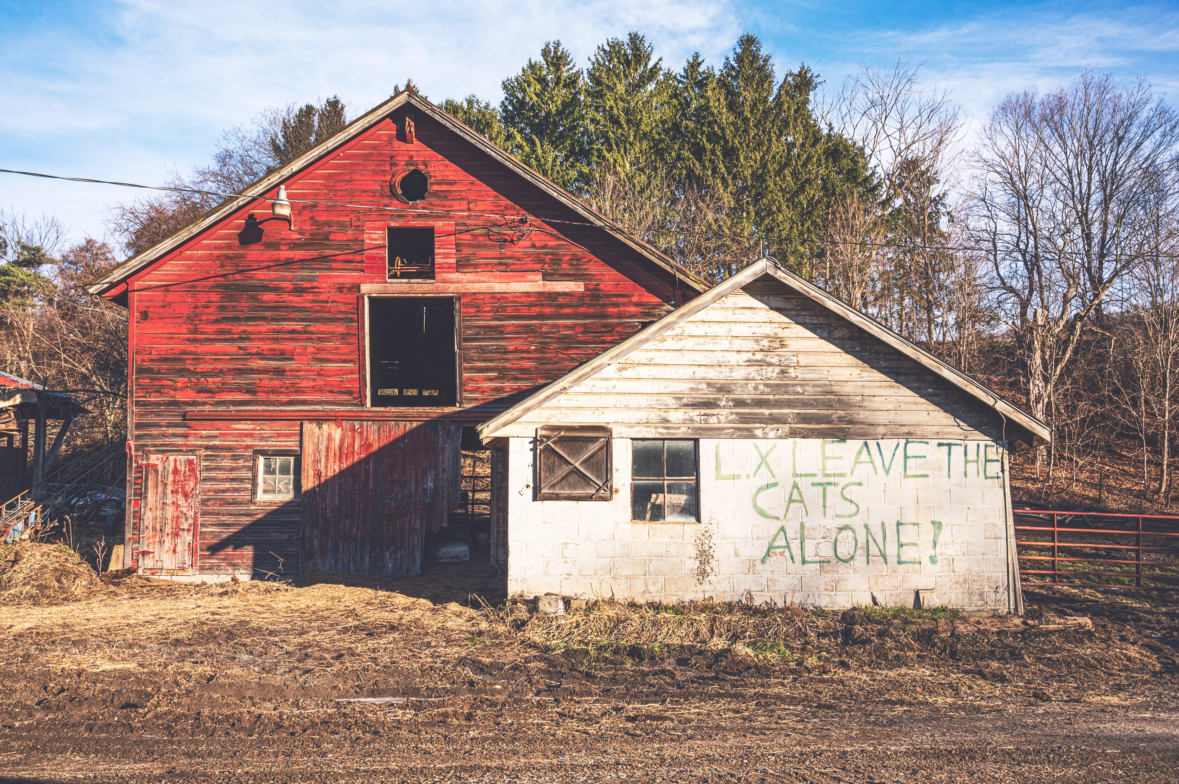 Leave the Cats Alone, Albany NY