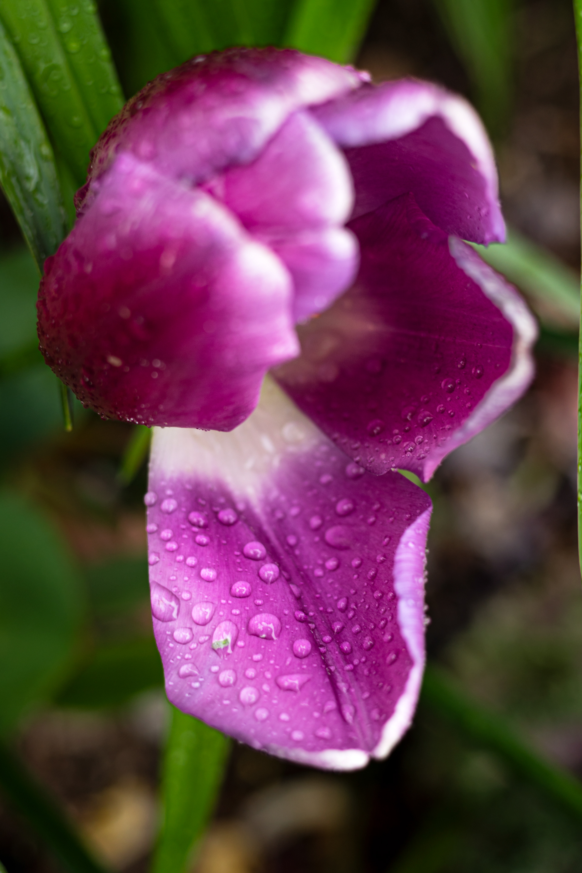 Raindrops on Petals