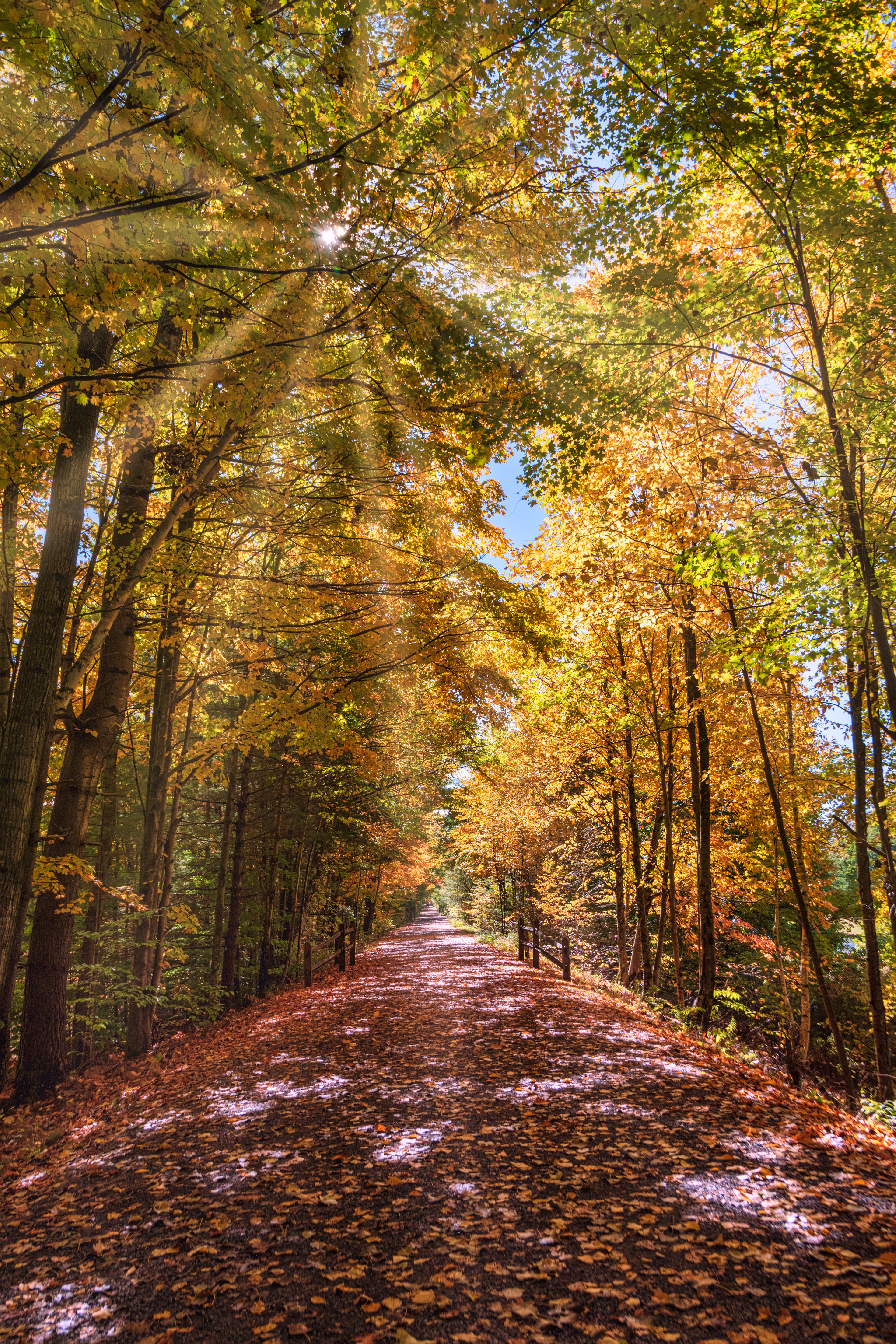 Canopy of Dreams, Ashokan Trail NY