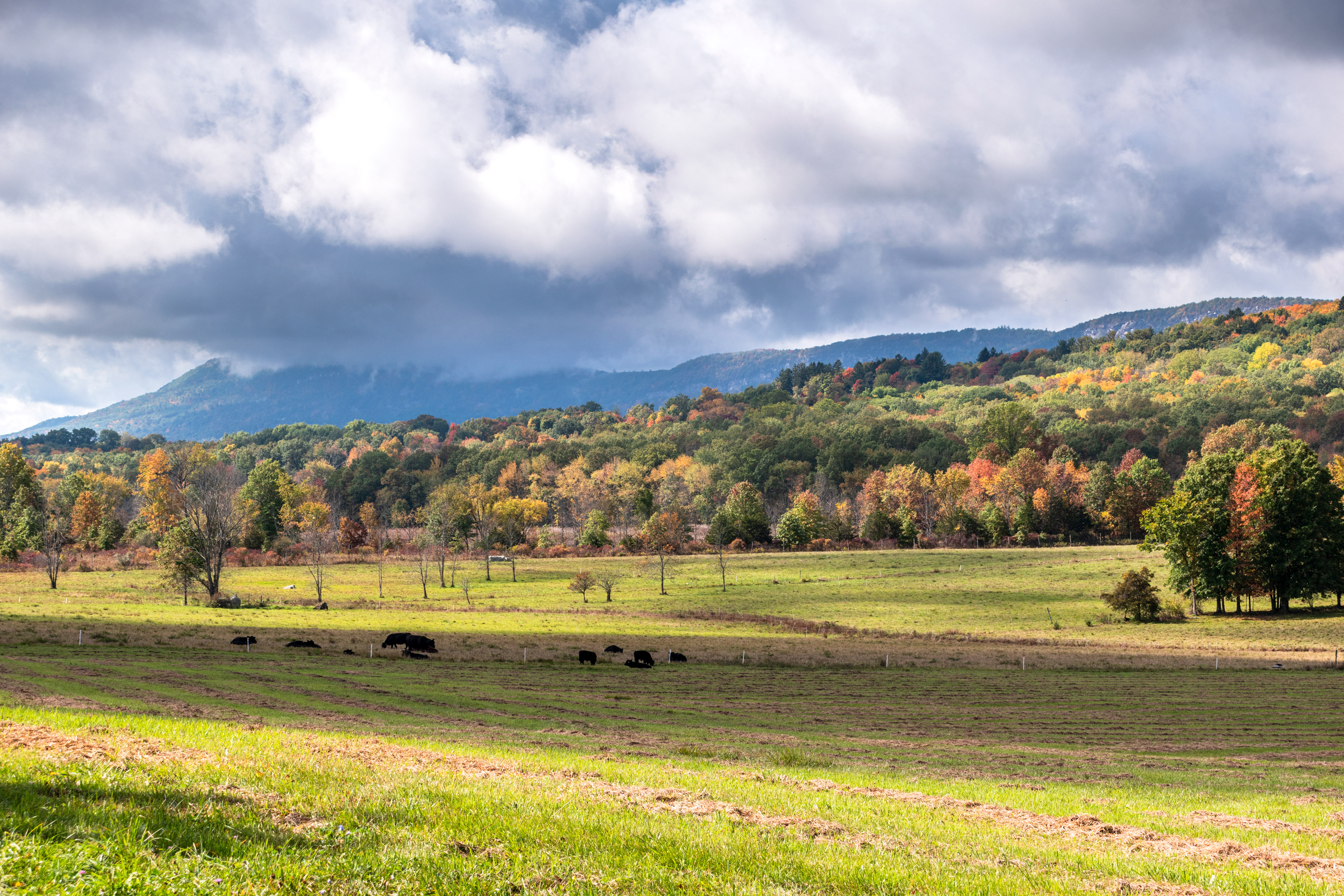 Grazing, New Paltz NY
