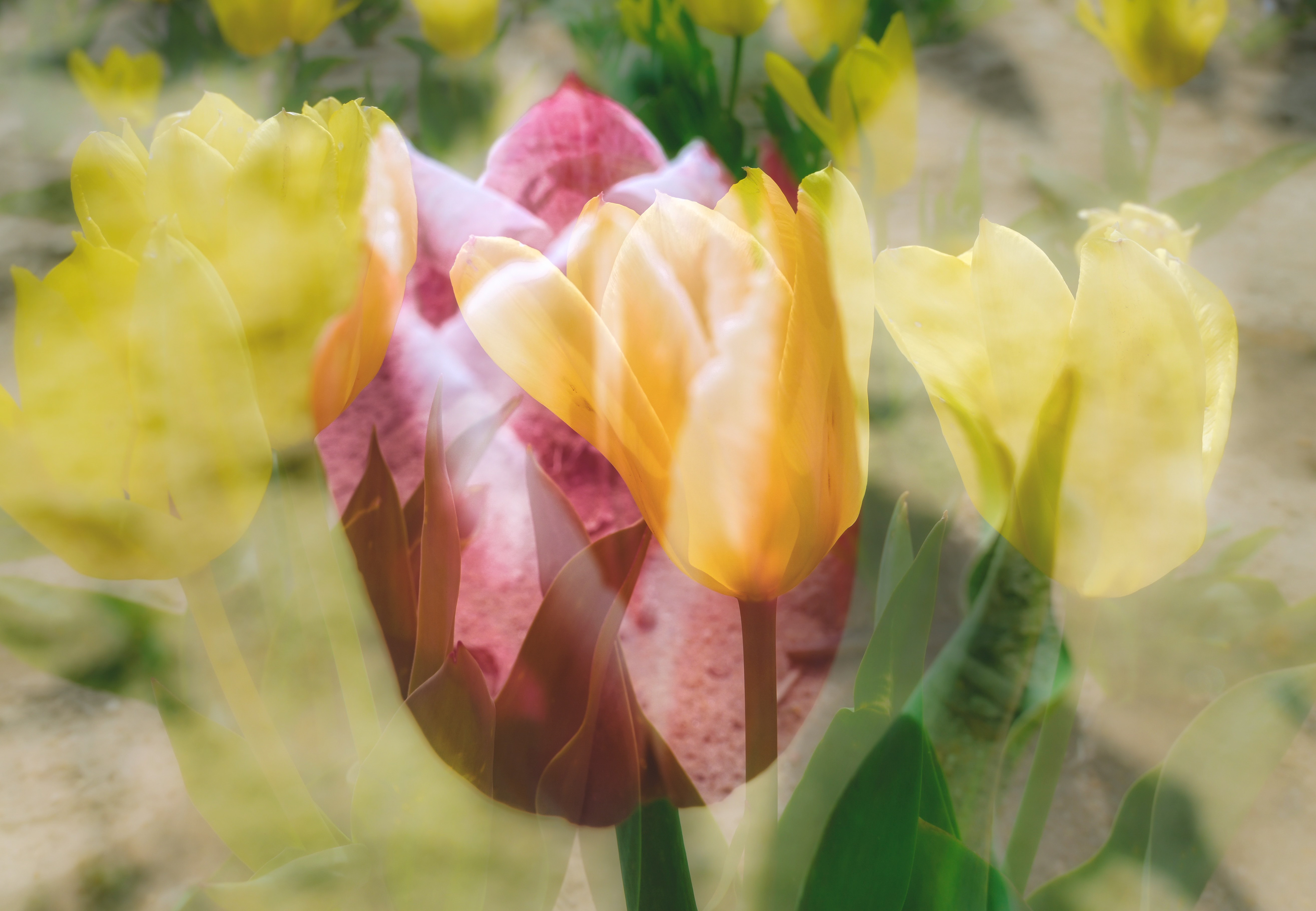 Mixed Emotions, Magnolia Pier