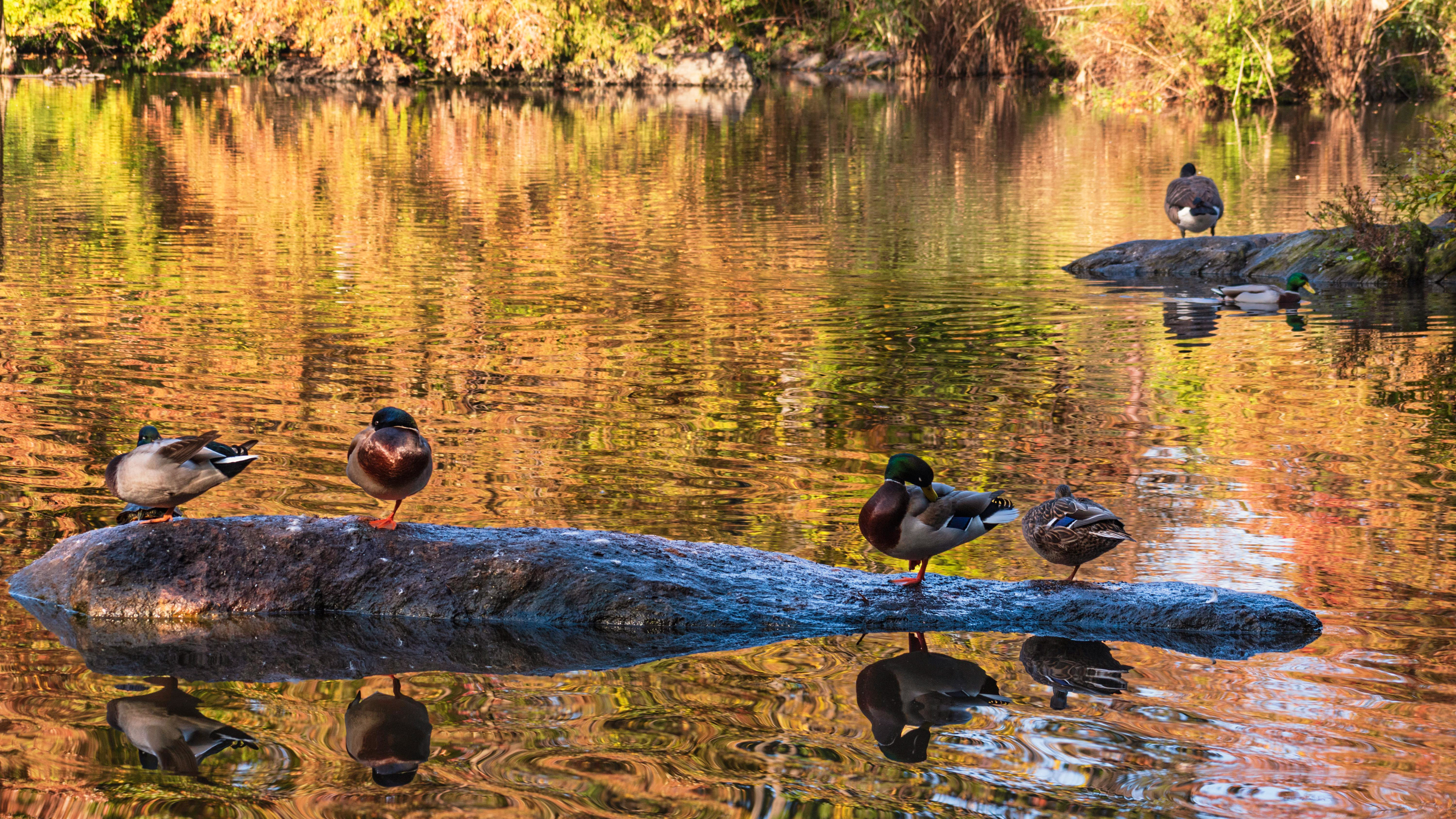 Ducks on the Pond, Central Park NYC