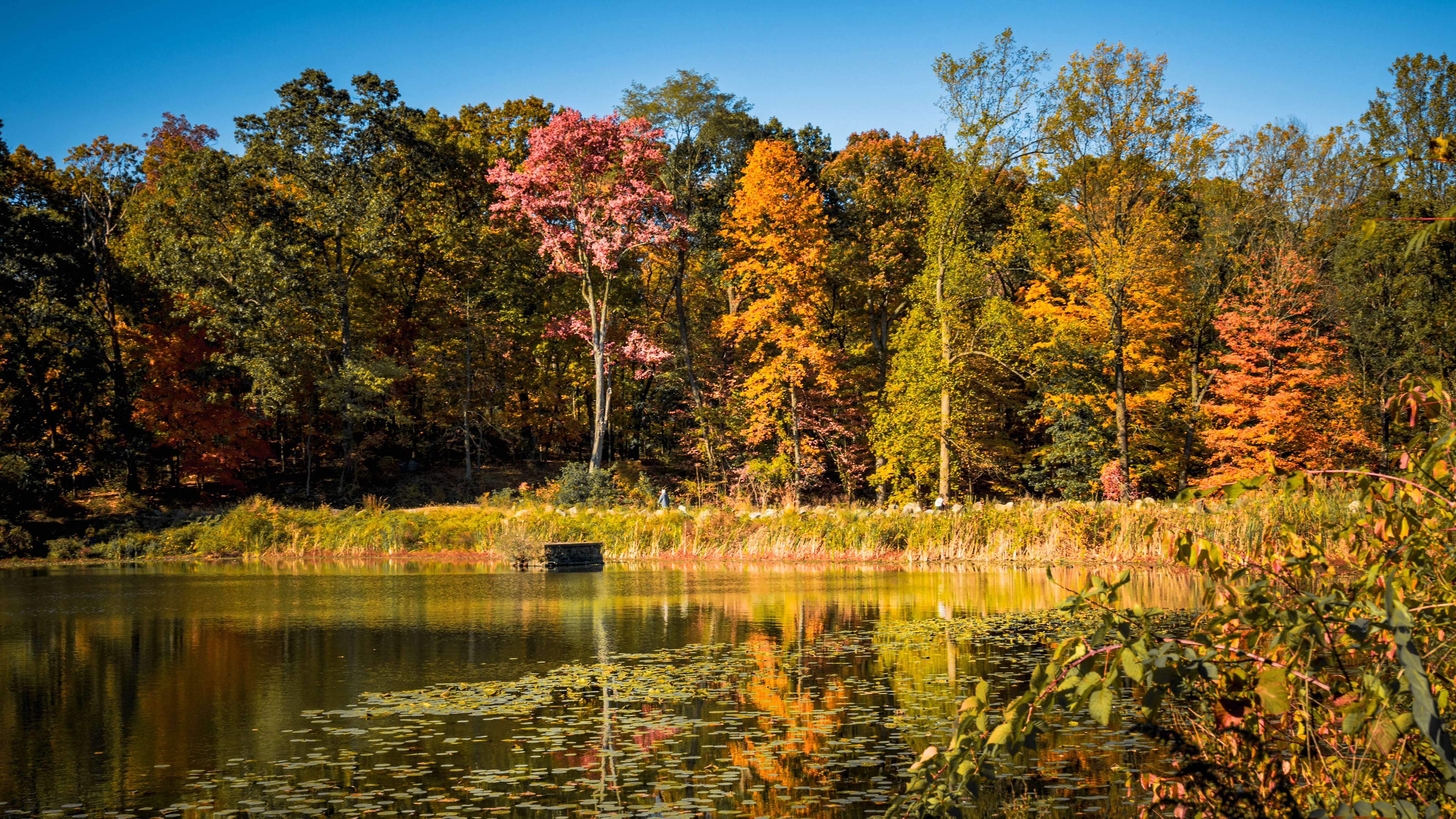 Swan Lake, Rockefeller State Park Preserve