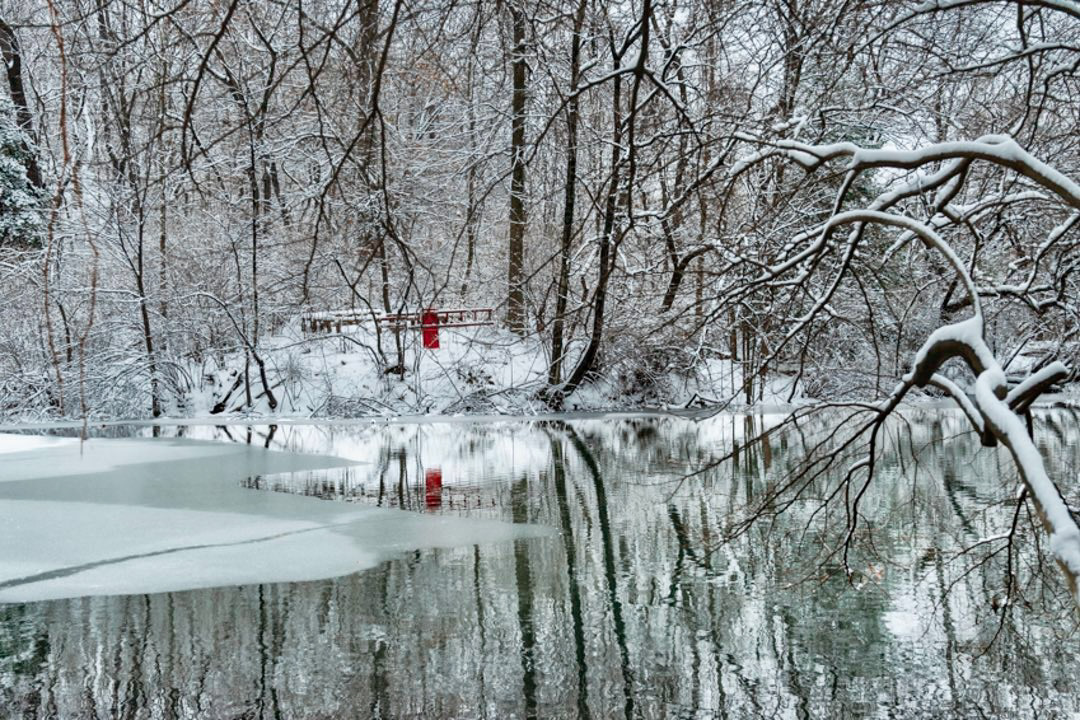 Stillness in White, Central Park