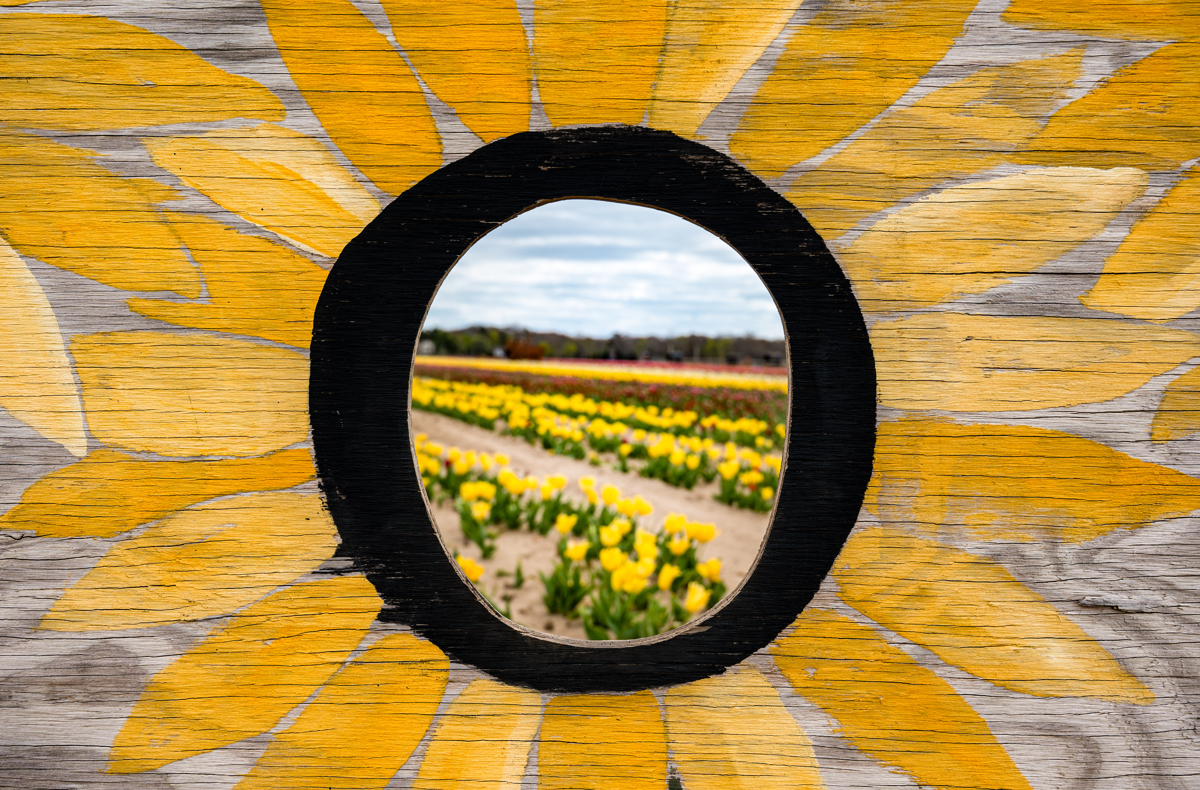 "O" Flowers, Manorville NY