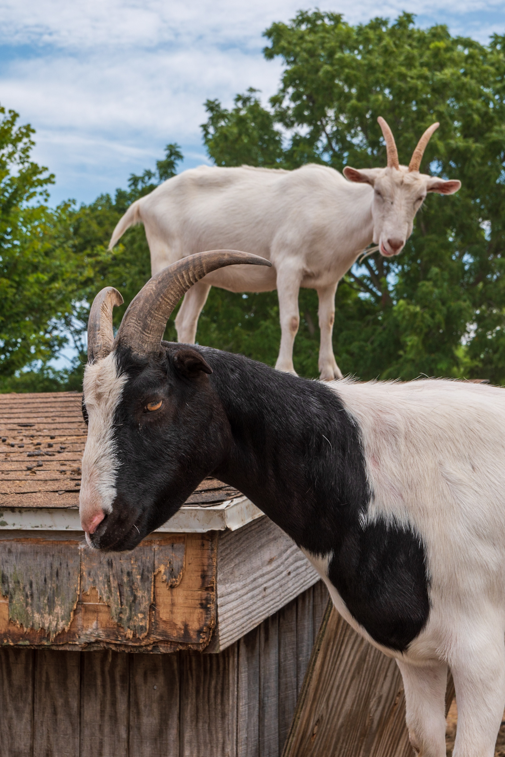 Goats