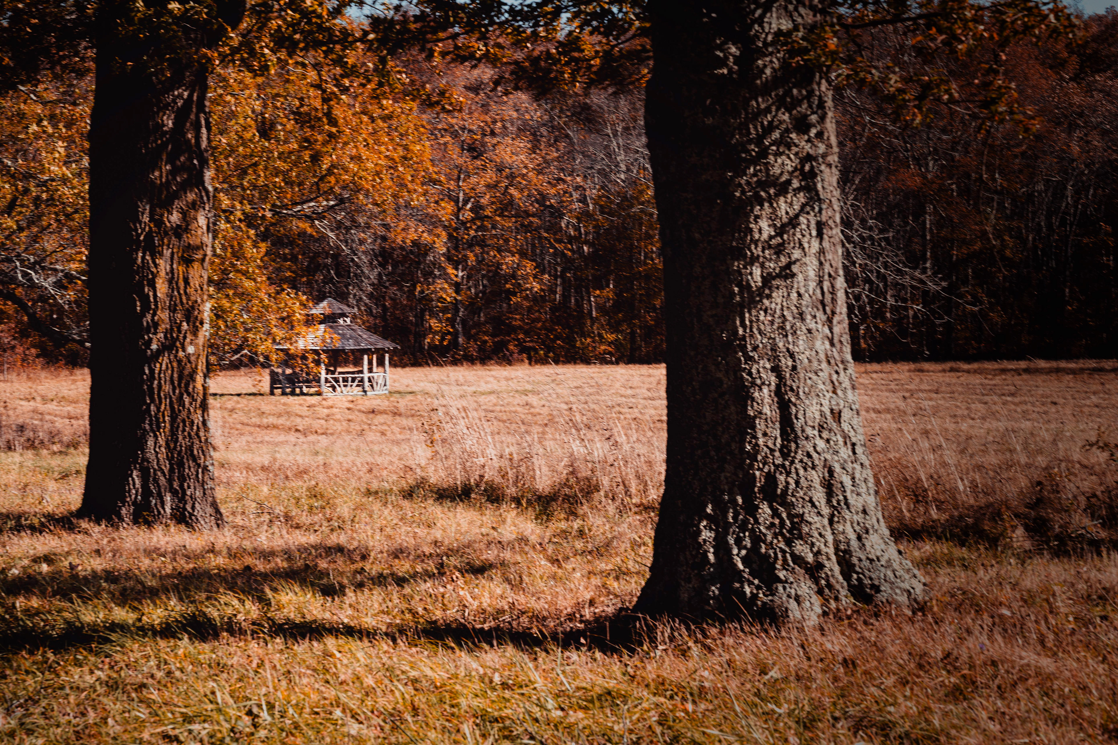Between the Trees, Mohonk NY