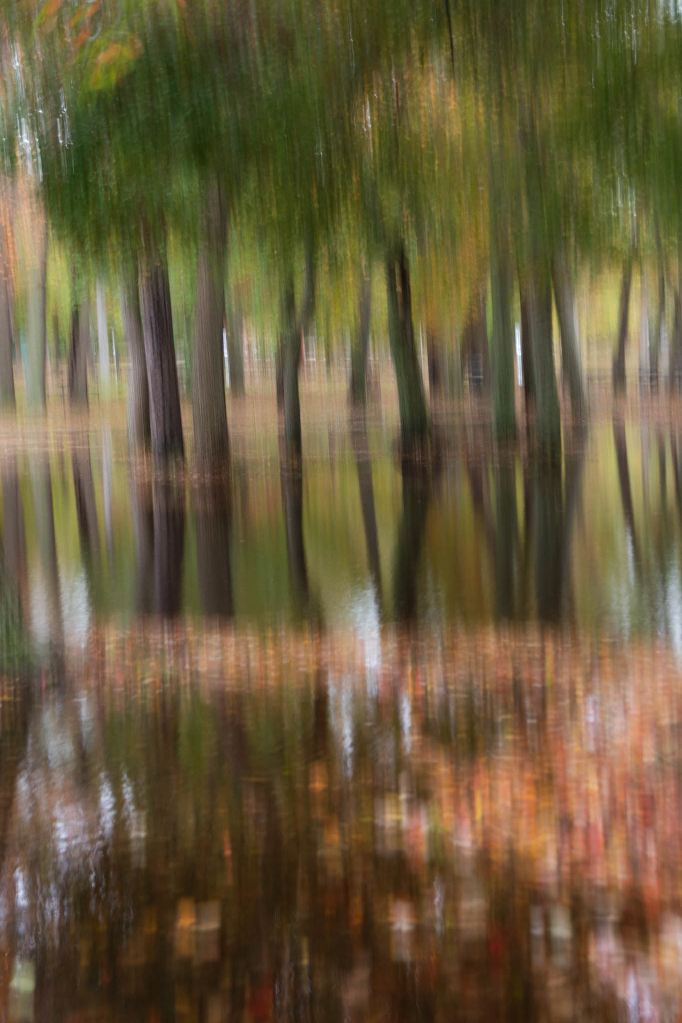 A Tale of Autumn Trees, Belmont State Park