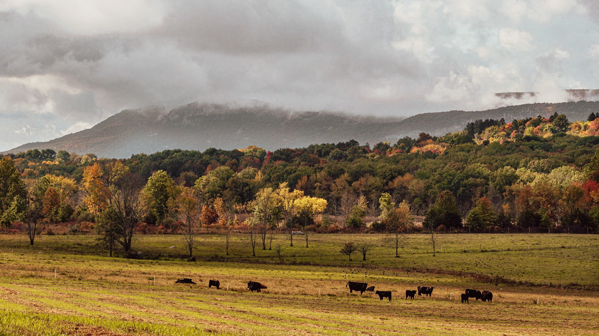 Grazing, Mohonk Preserve, NY