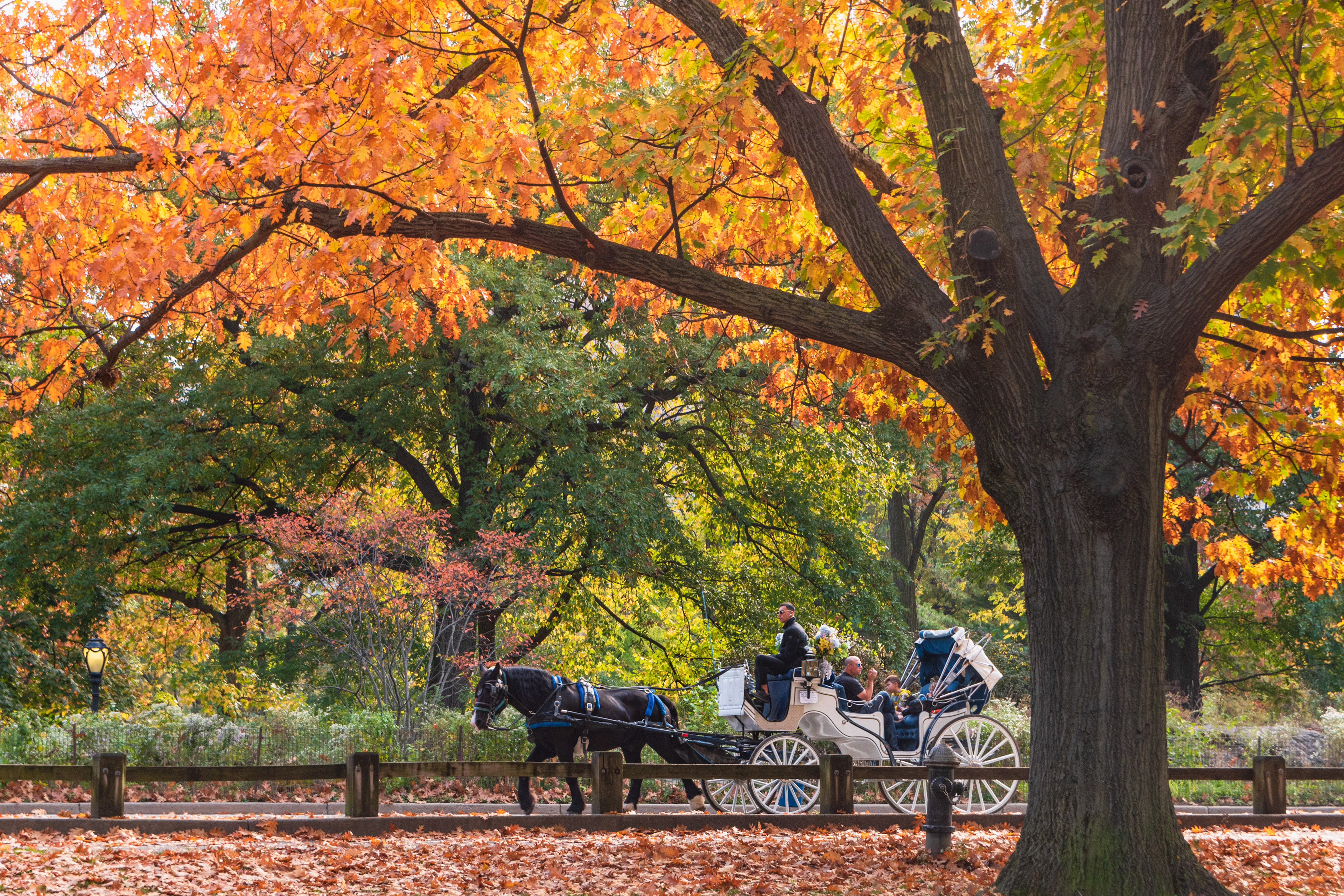 Carriage Ride, Central Park
