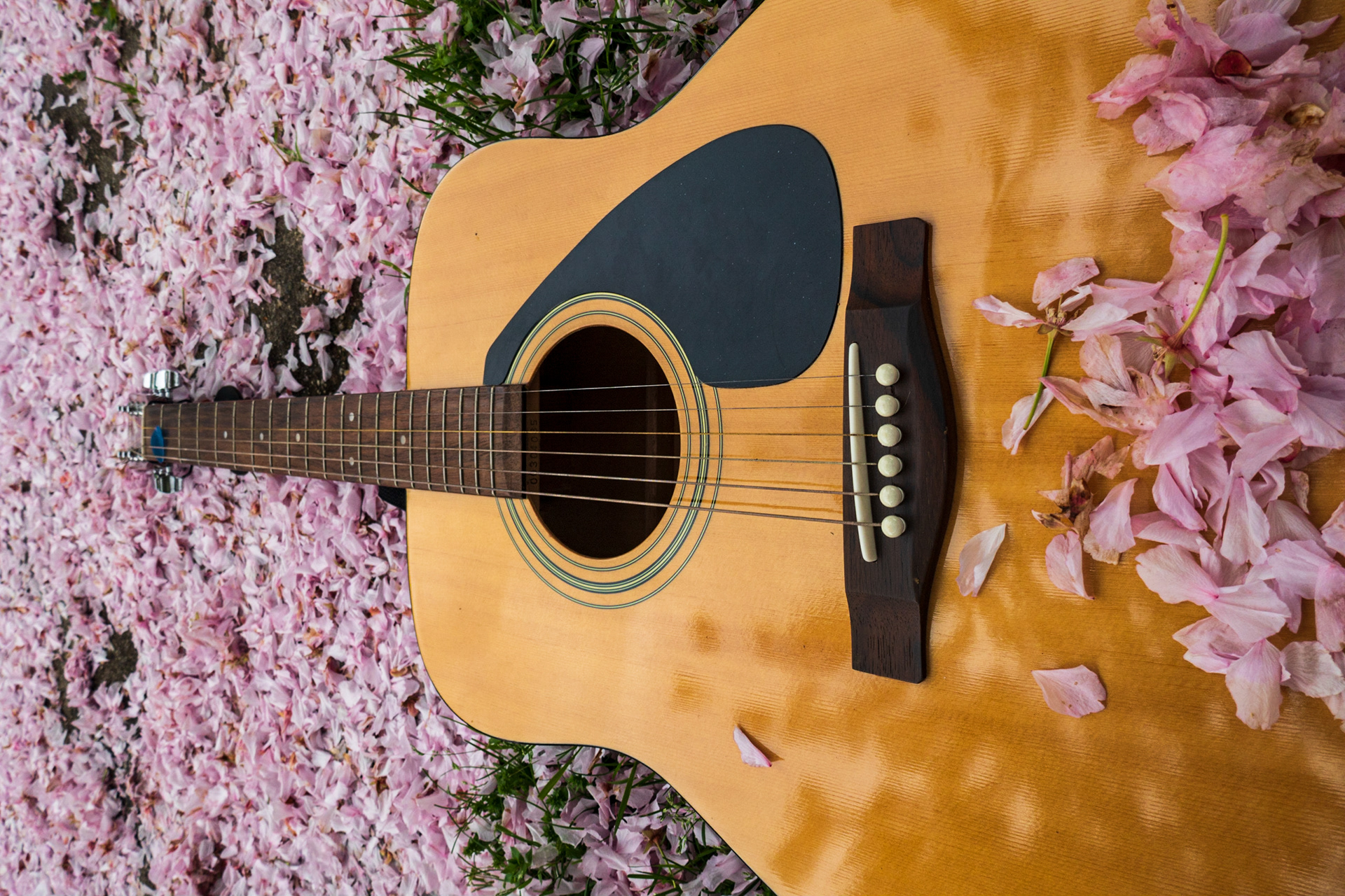Blossoms and Strings, Long Island