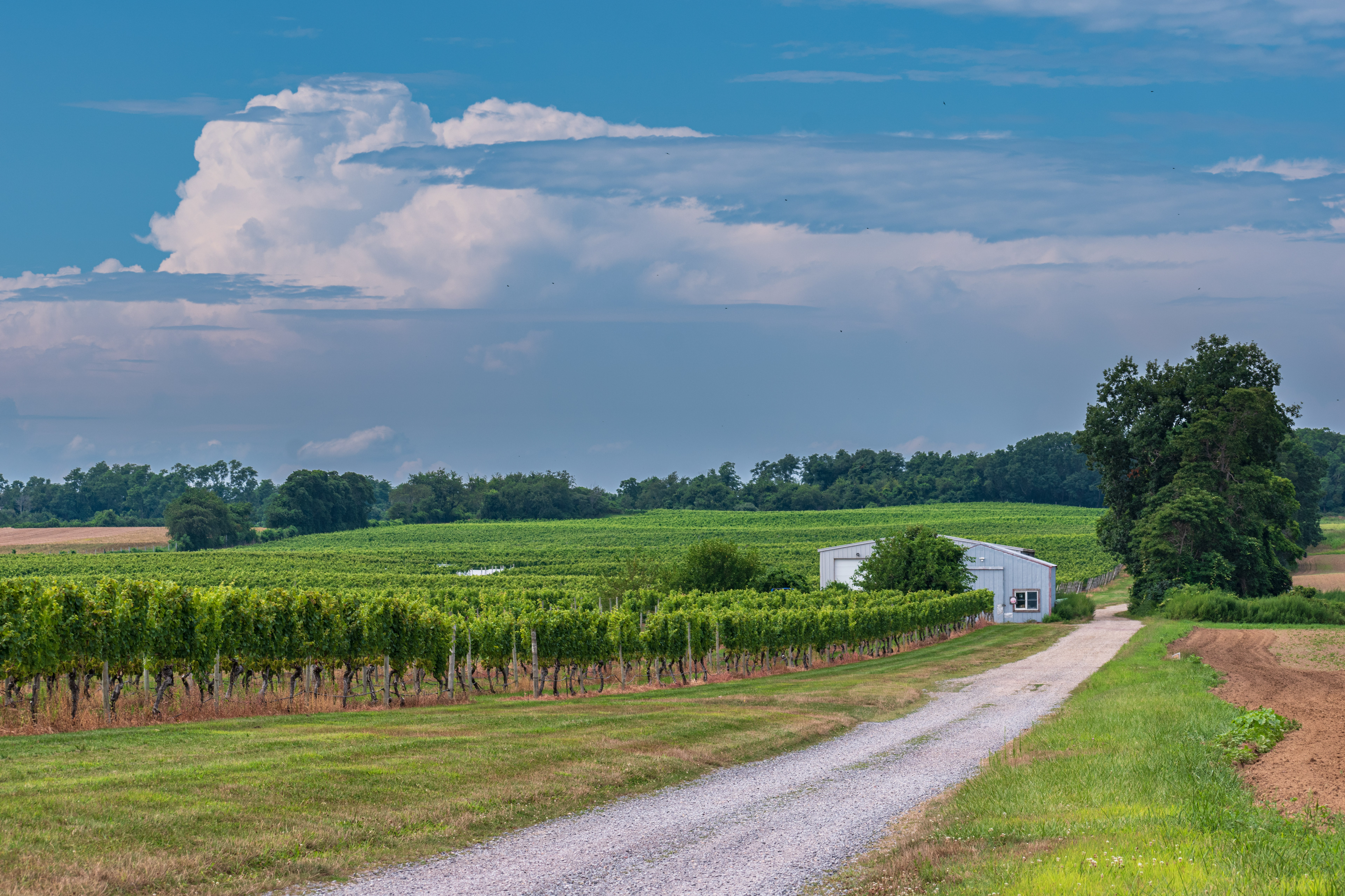 Palmer Vinyards, Riverhead NY