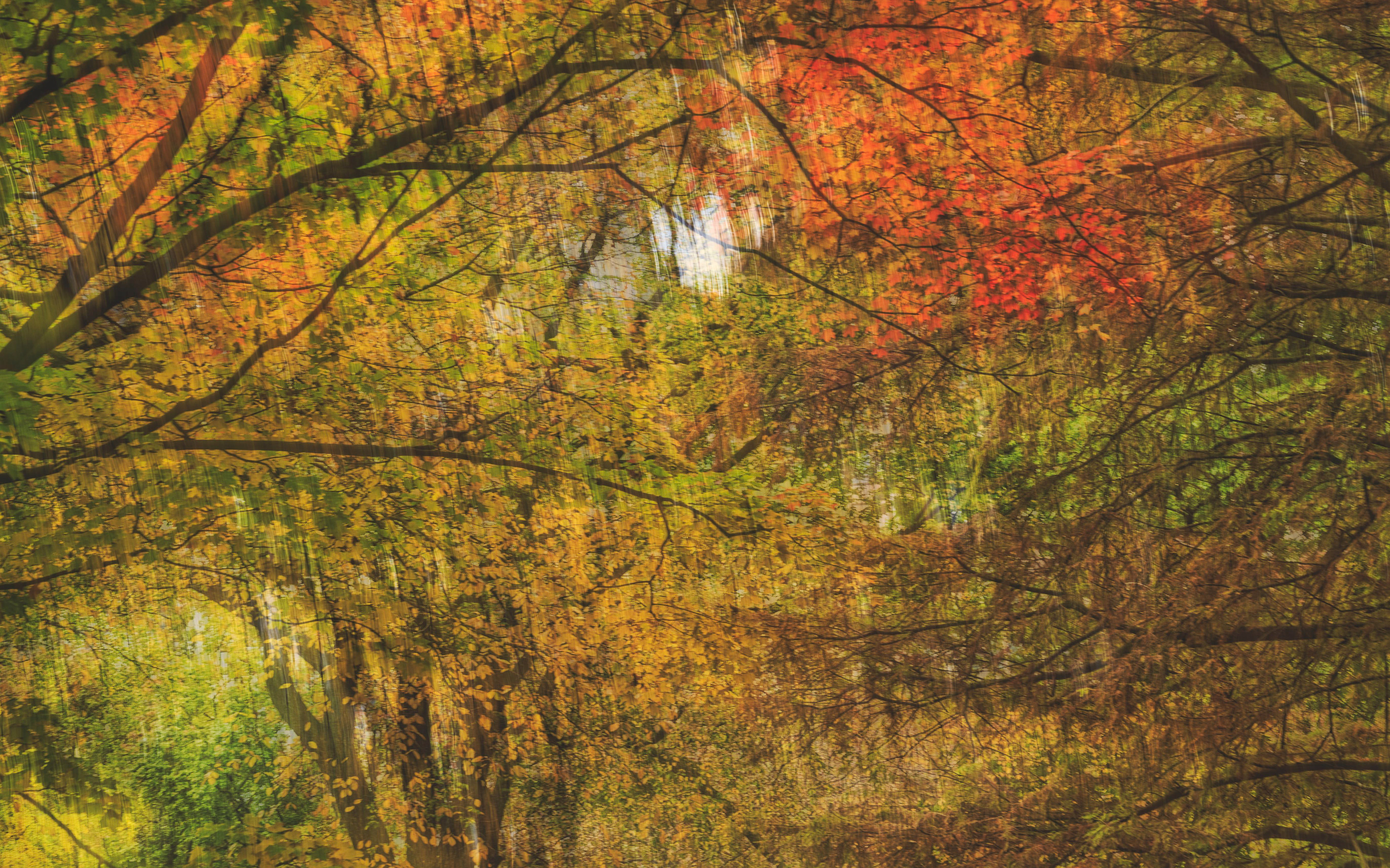 Autumn Leaves, Central Park