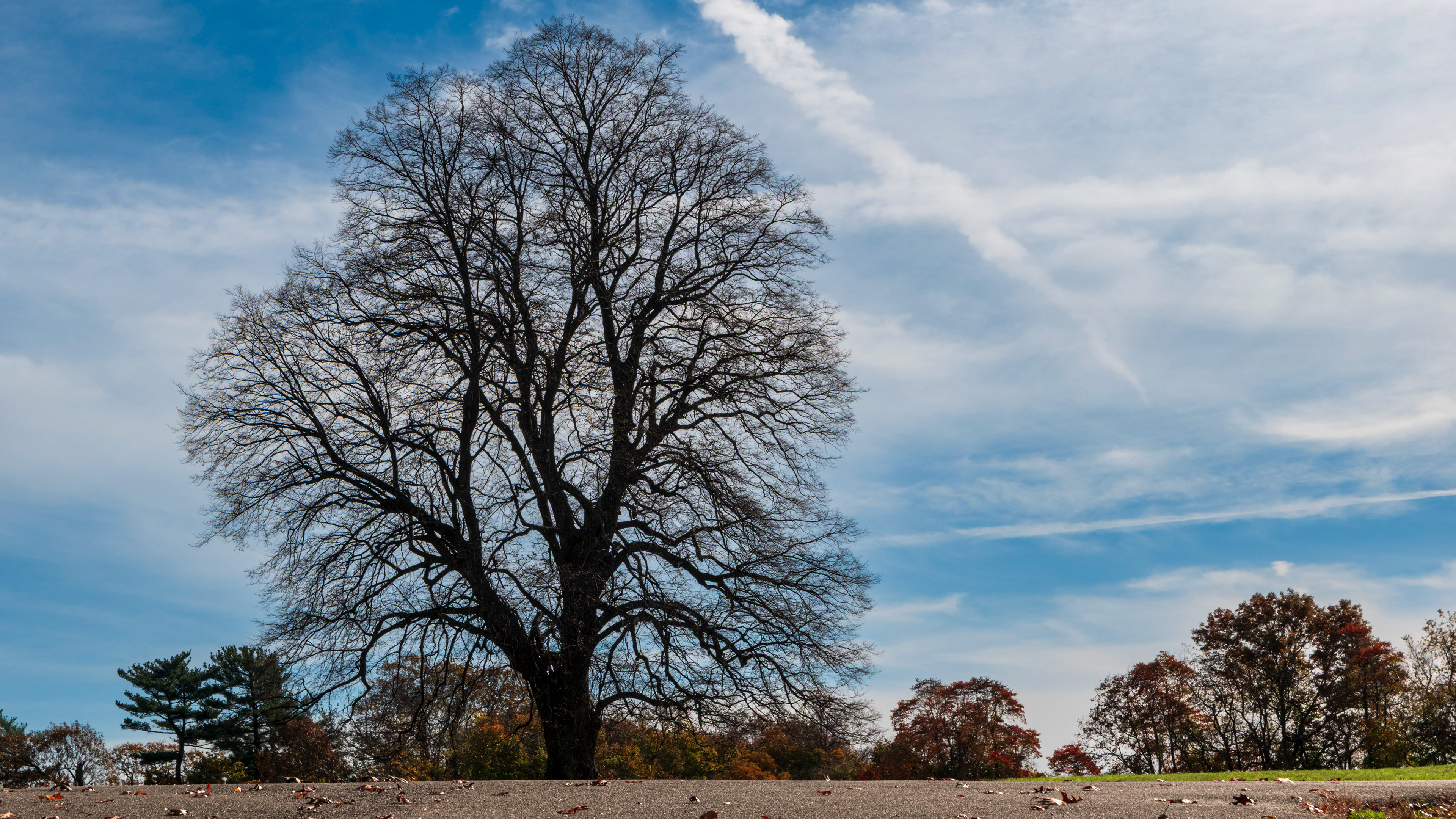 Roots of Time, Caumsett State Park, Lloyd Harbor