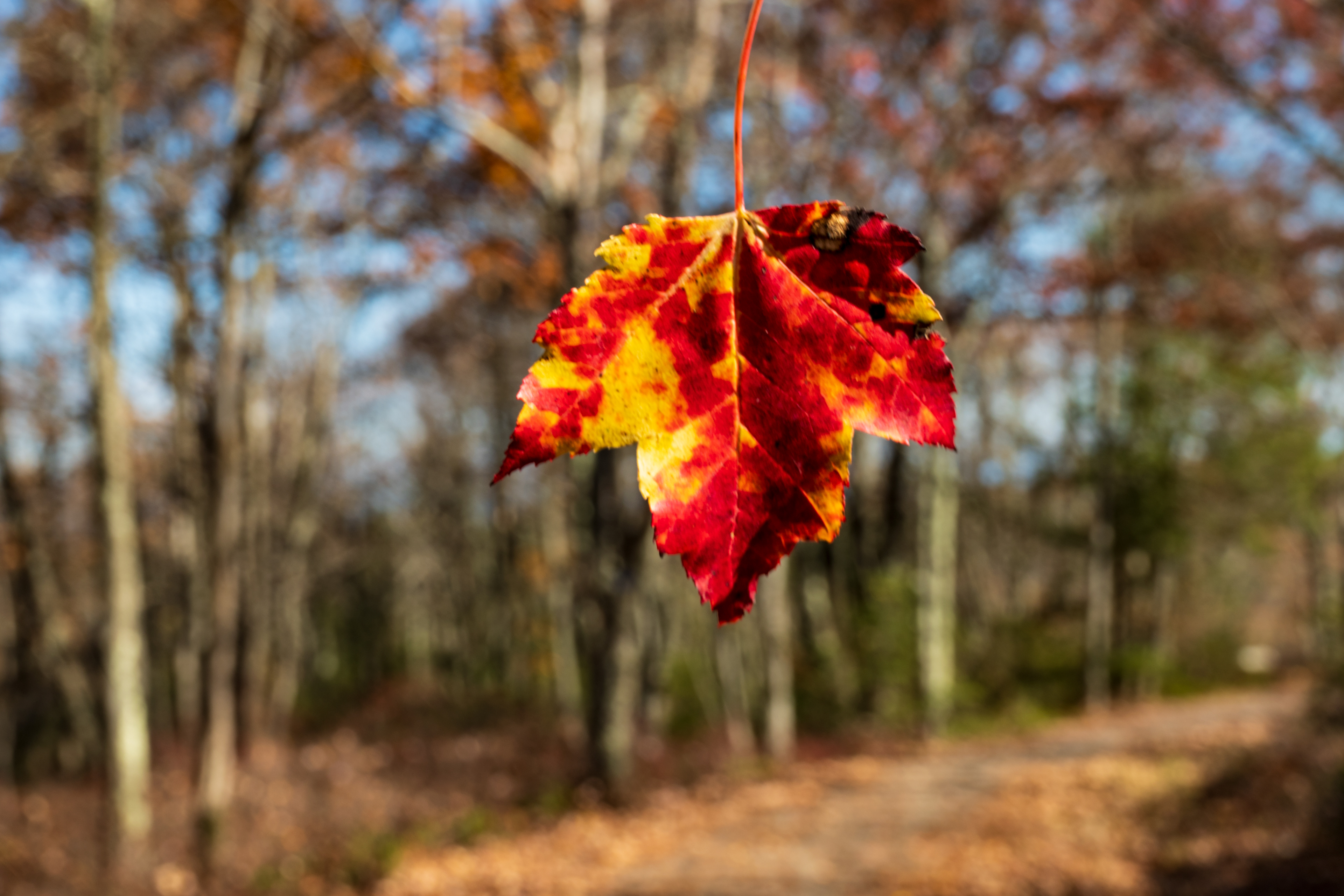 The Maple Leaf Experience, Minnewaska Preserve