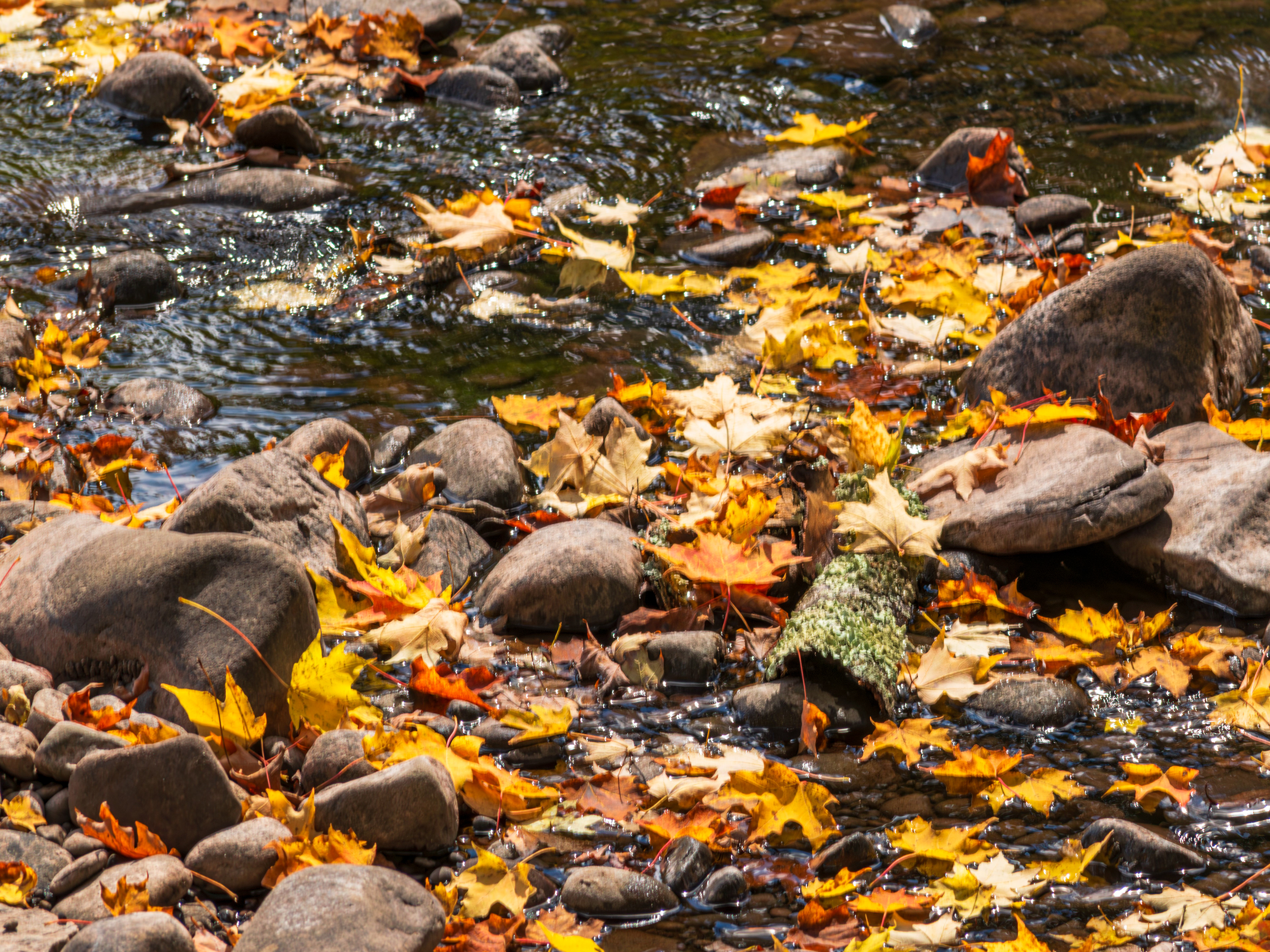 Leaves and Rocks, Katterskill Falls