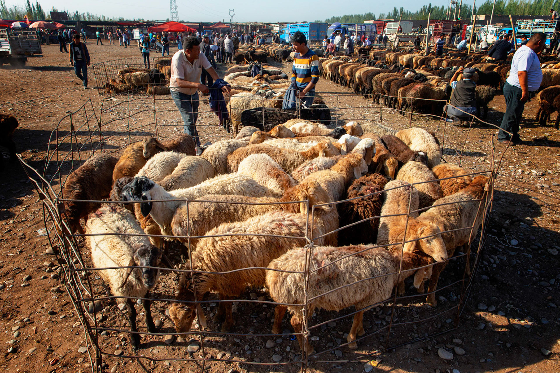 Kashgar,  China - September 9th, 2018 : Sheep in a paddock at the Kashgar sunday cattle market. Man standing around and tents with refershments in the background