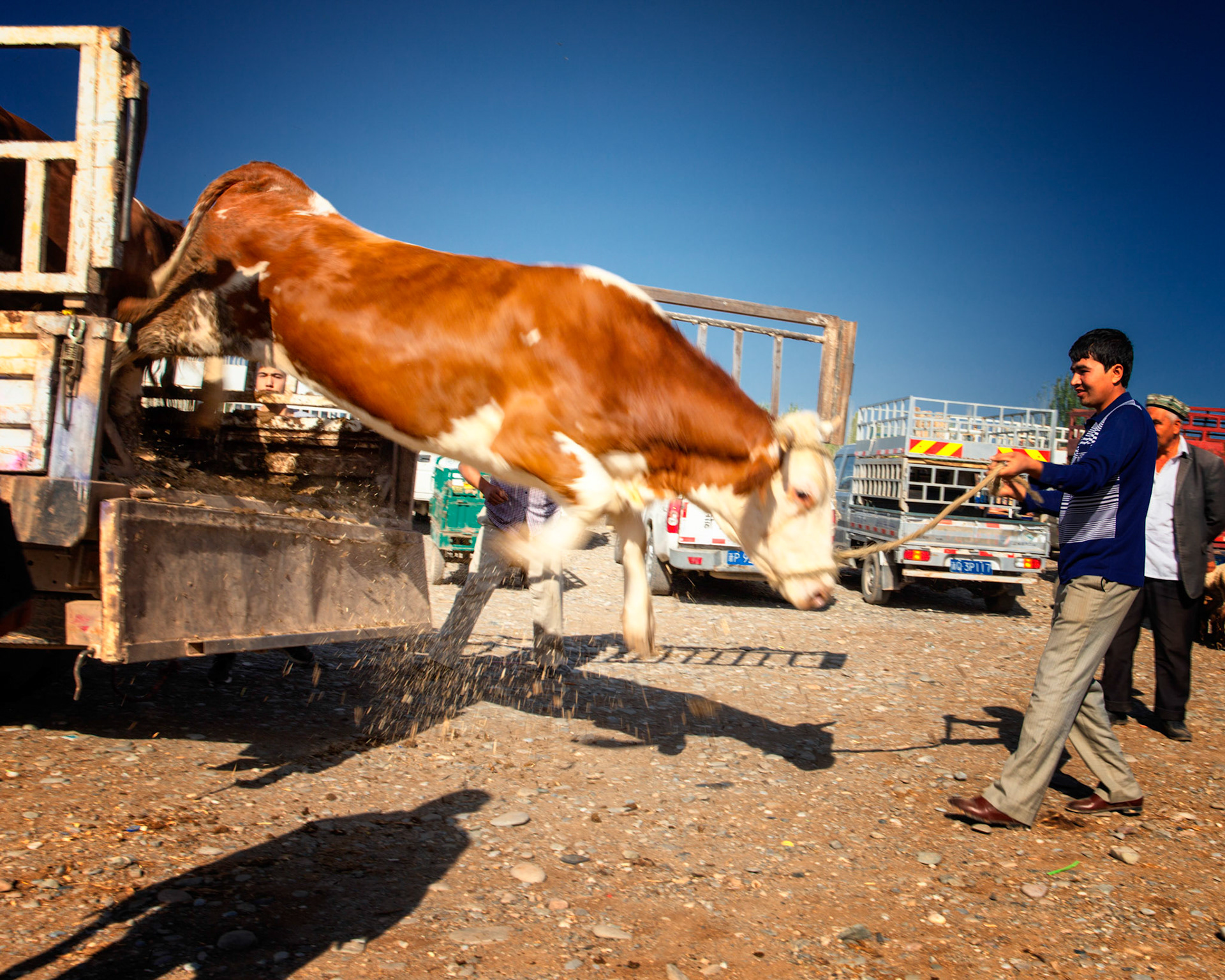 Kashgar,  China - September 9th, 2018 : Uyghur man hpulling a cow from a cart at the Kashgar sunday cattle market.
