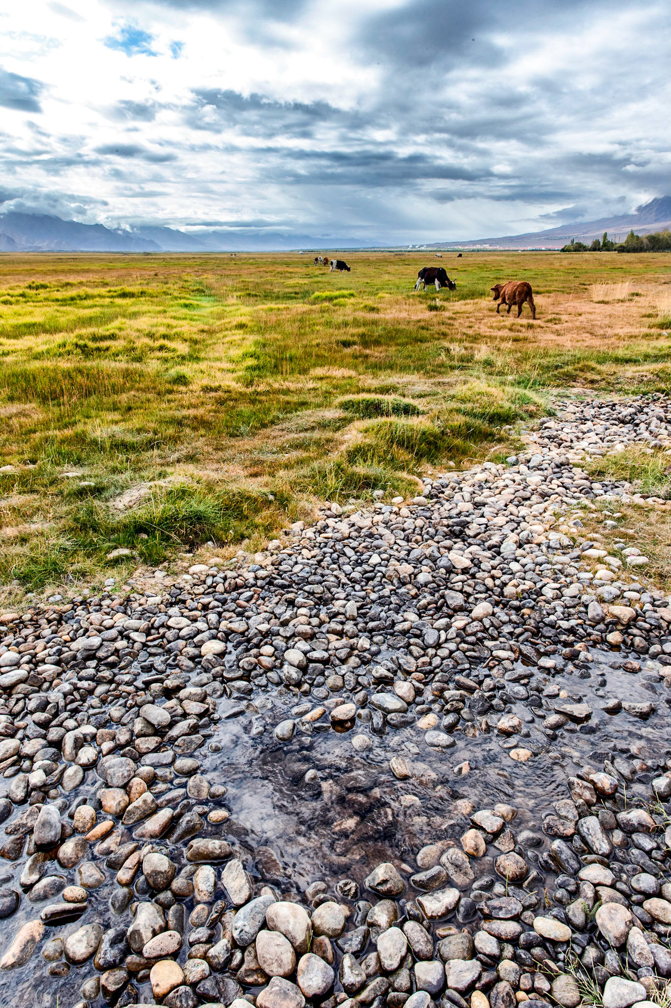 cattle grazing at the Tashgurkan grasslands, 3600M high at the China - Pakistan border.