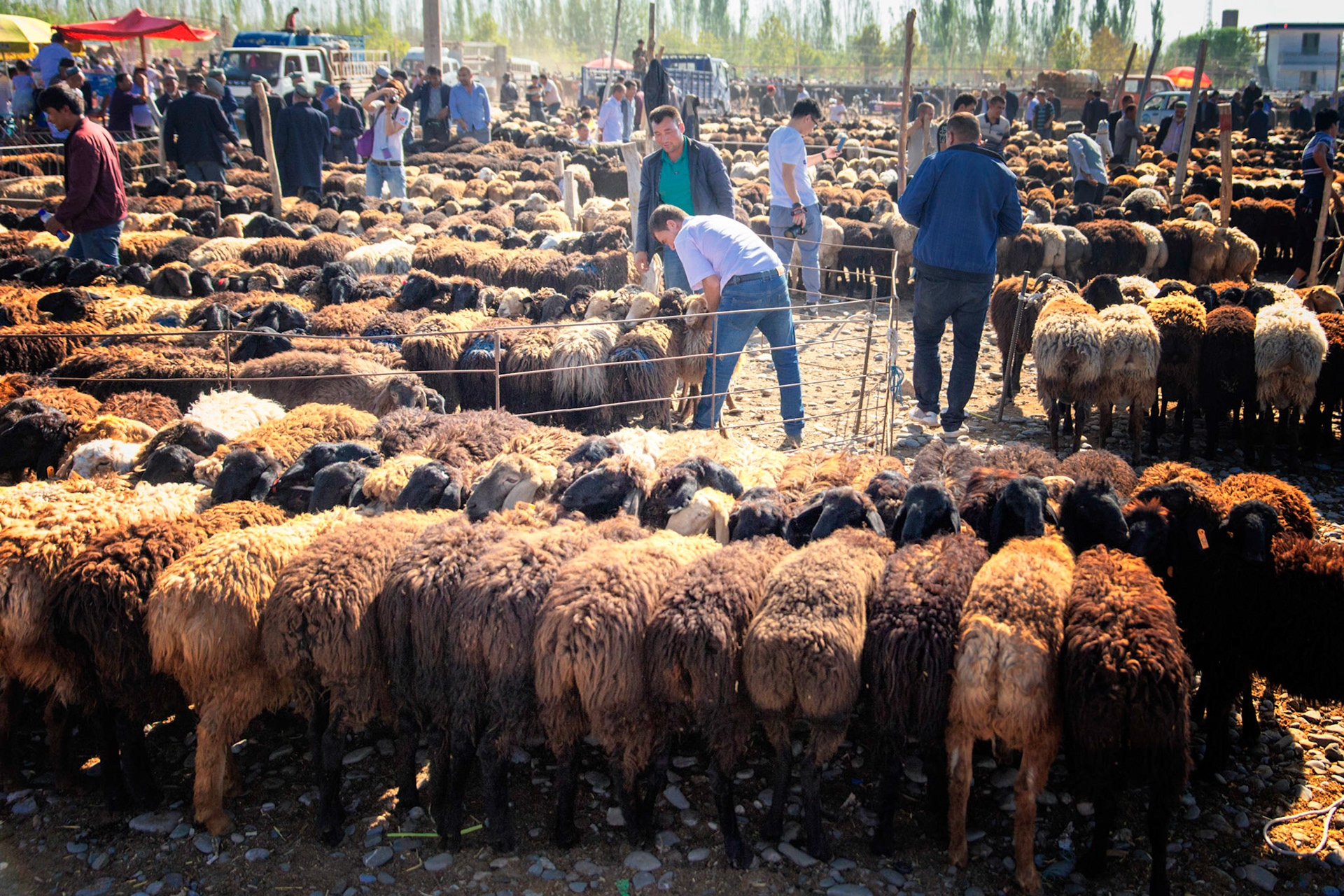 Kashgar,  China - September 9th, 2018 : Sheep in a paddock at the Kashgar sunday cattle market. Man standing around and tents with refershments in the background
