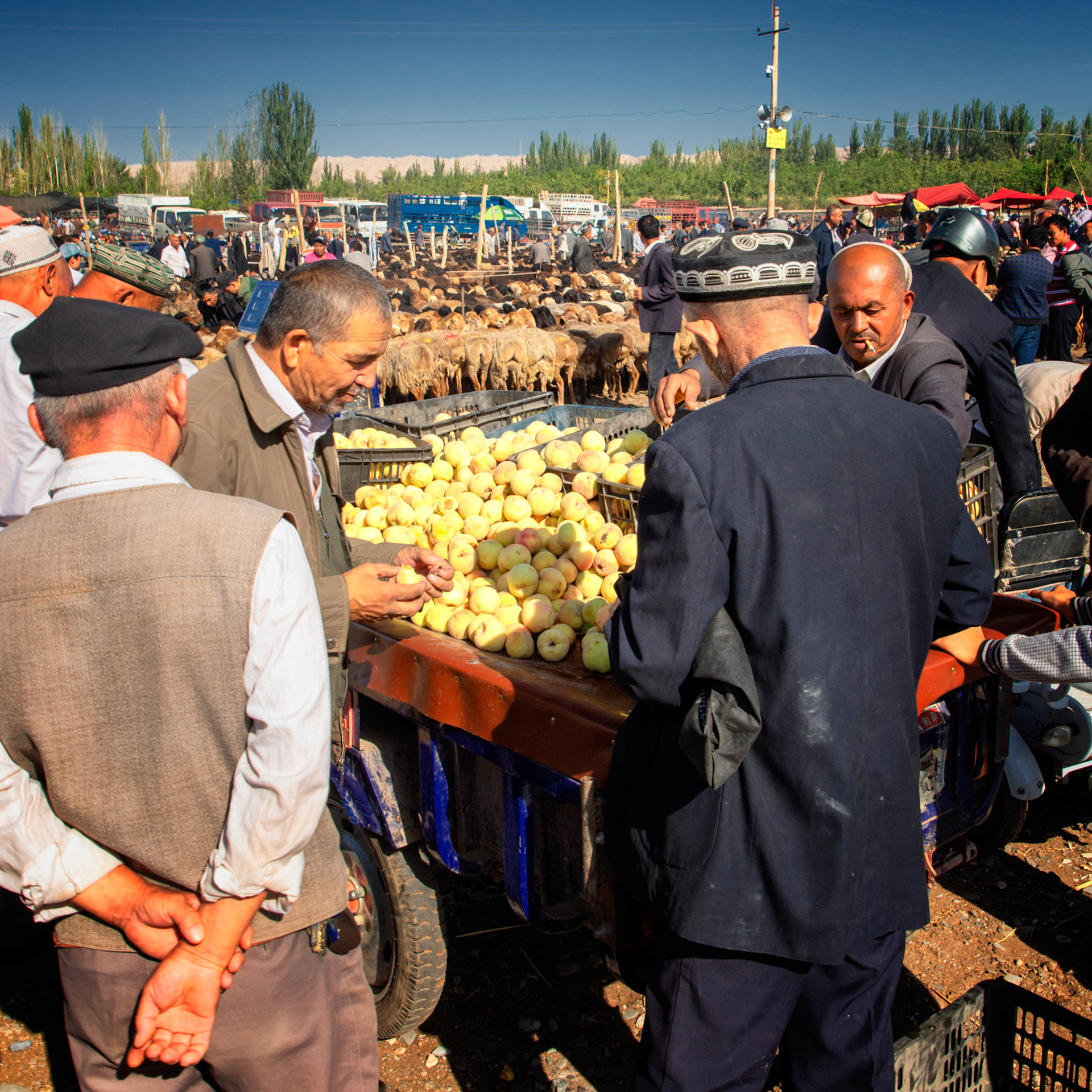 Kashgar,  China - September 9th, 2018 : men tasting fruit (dates)  at the Kashgar sunday cattle market, one man in the background.