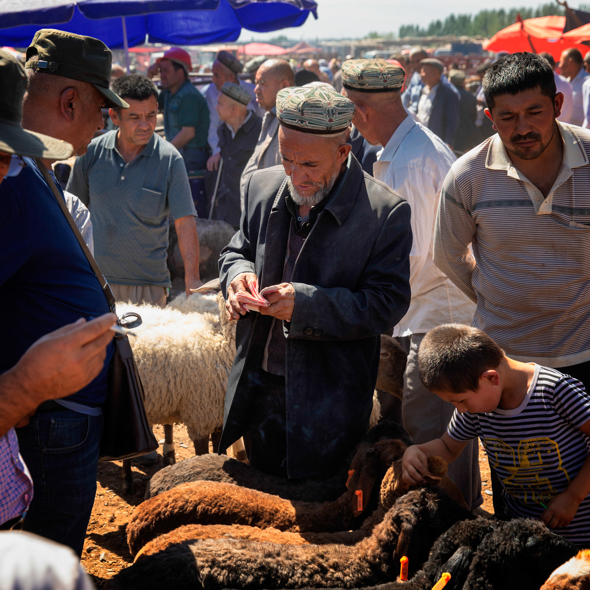 Kashgar,  China - September 9th, 2018 : Uyghur farmers counting money after concluding a transaction for his sheep at the Kashgar sunday bazaar. Sheep and people in the background.