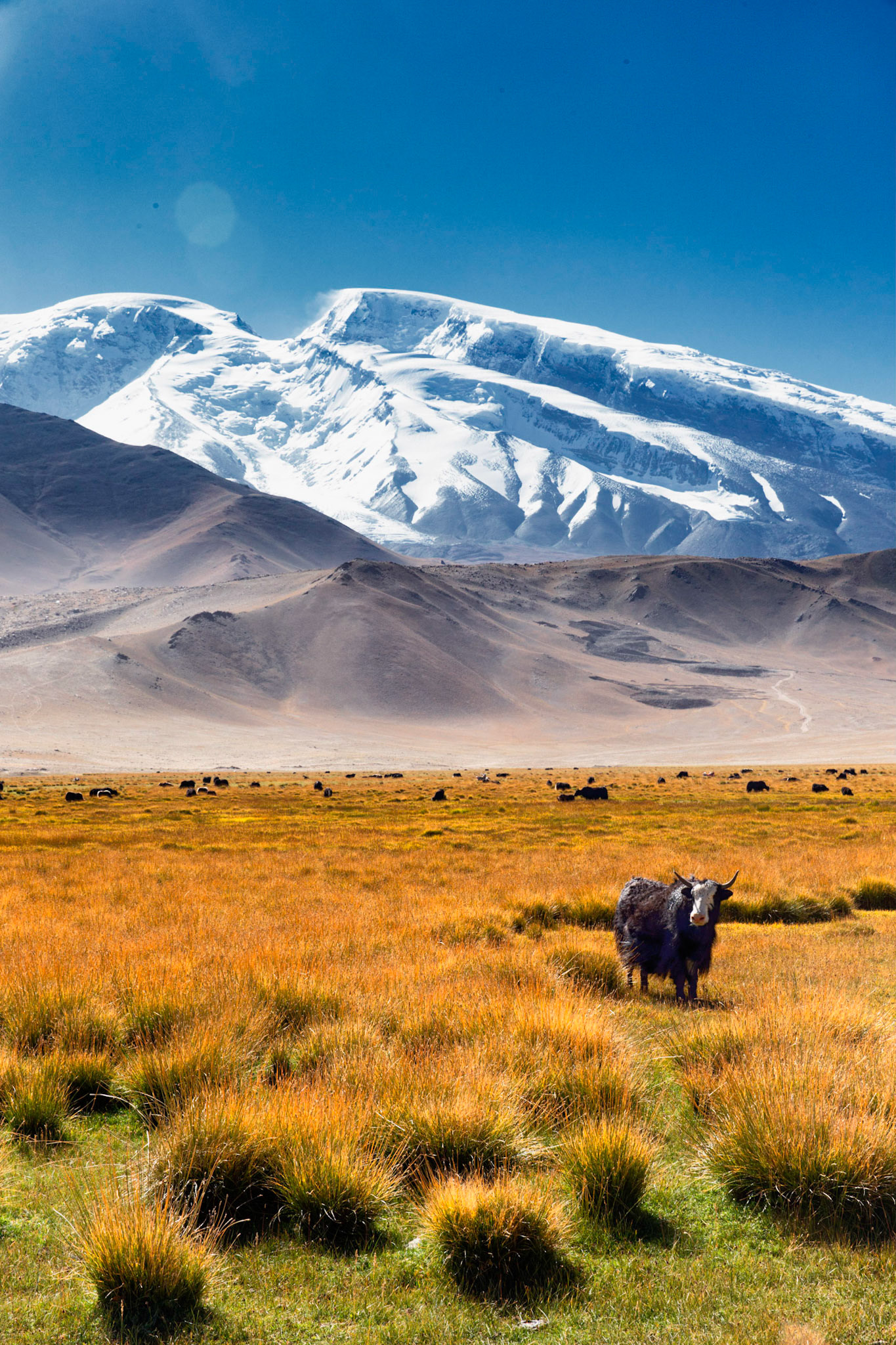 Yaks grazing with the Muztaga glacier in the background (near Tashgurkan, Xinjiang, China)