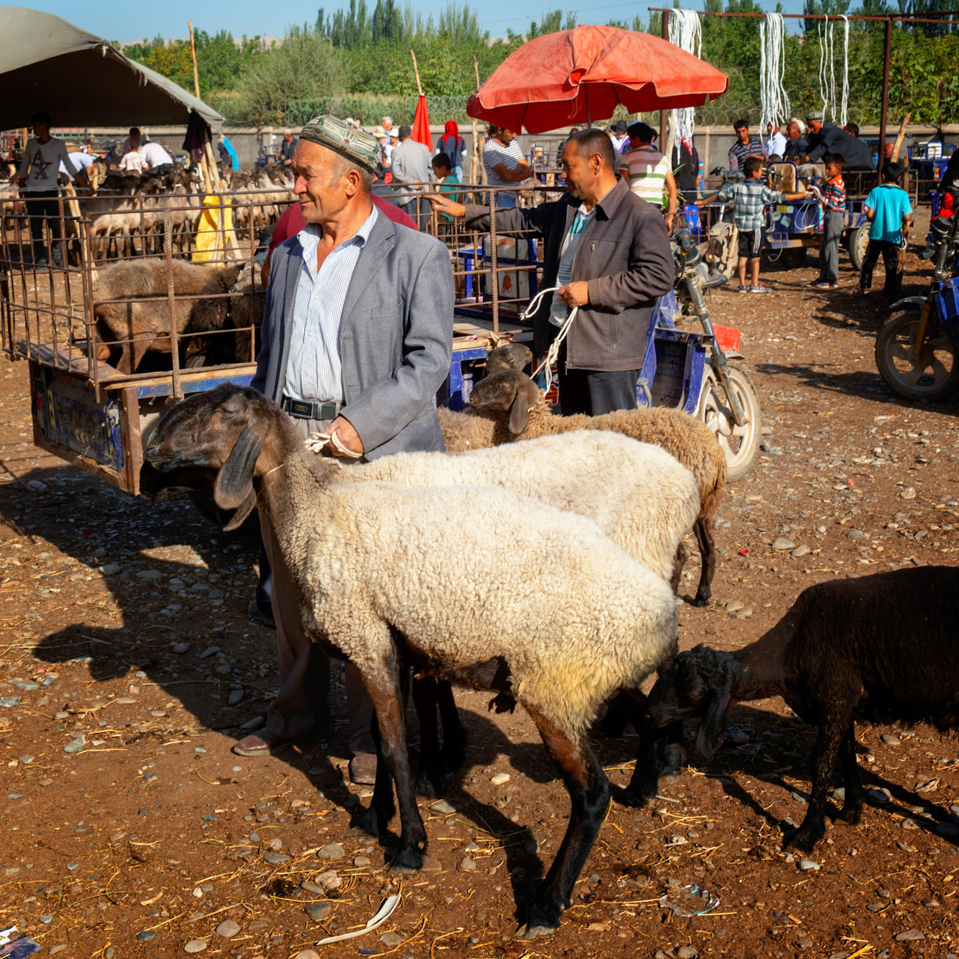 Kashgar,  China - September 9th, 2018 : Men holding sheep at the Kashgar cattle market. Vehicles with cattle and people in the background