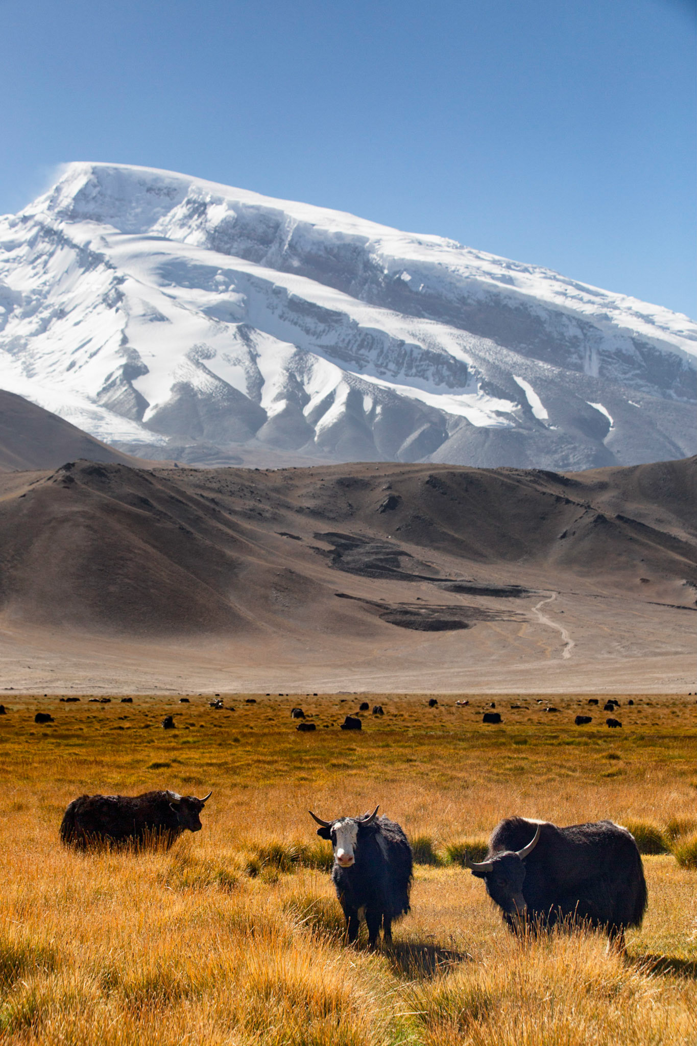 Yaks grazing with the Muztaga glacier in the background (near Tashgurkan, Xinjiang, China)