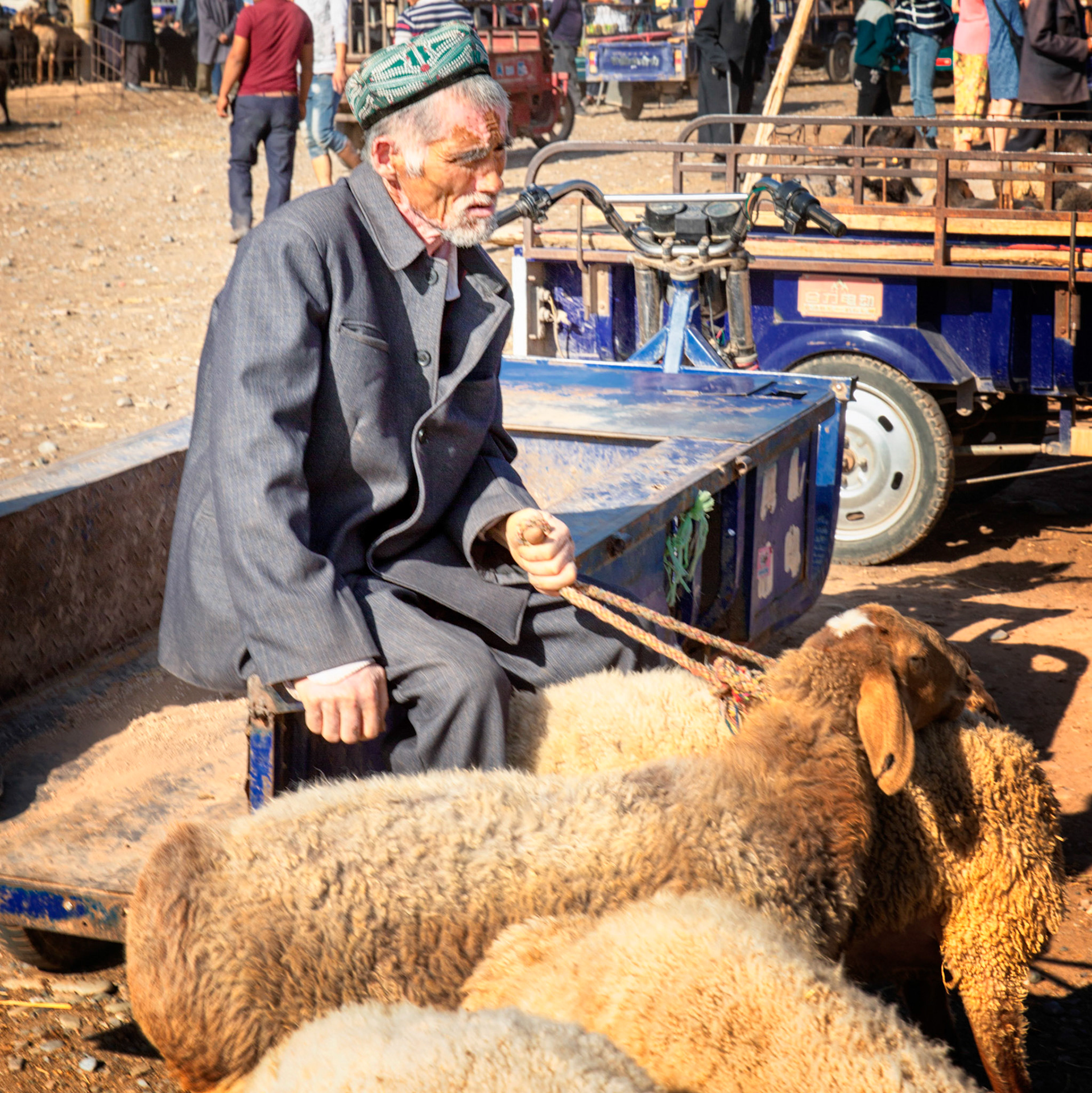 Kashgar,  China - September 9th, 2018 : Uyghur man holding sheep at the Kashgar cattle market. Vehicles with cattle and people in the background