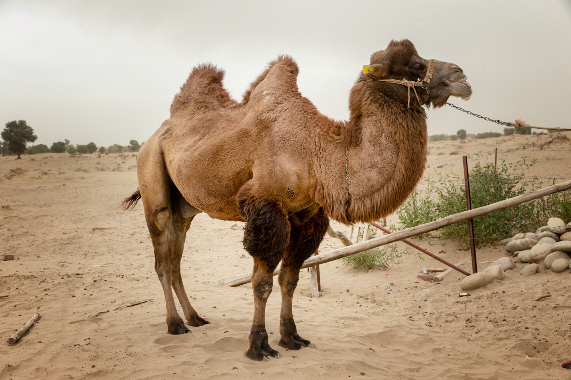 A camel in Taklamen desert, Xinjiang, China