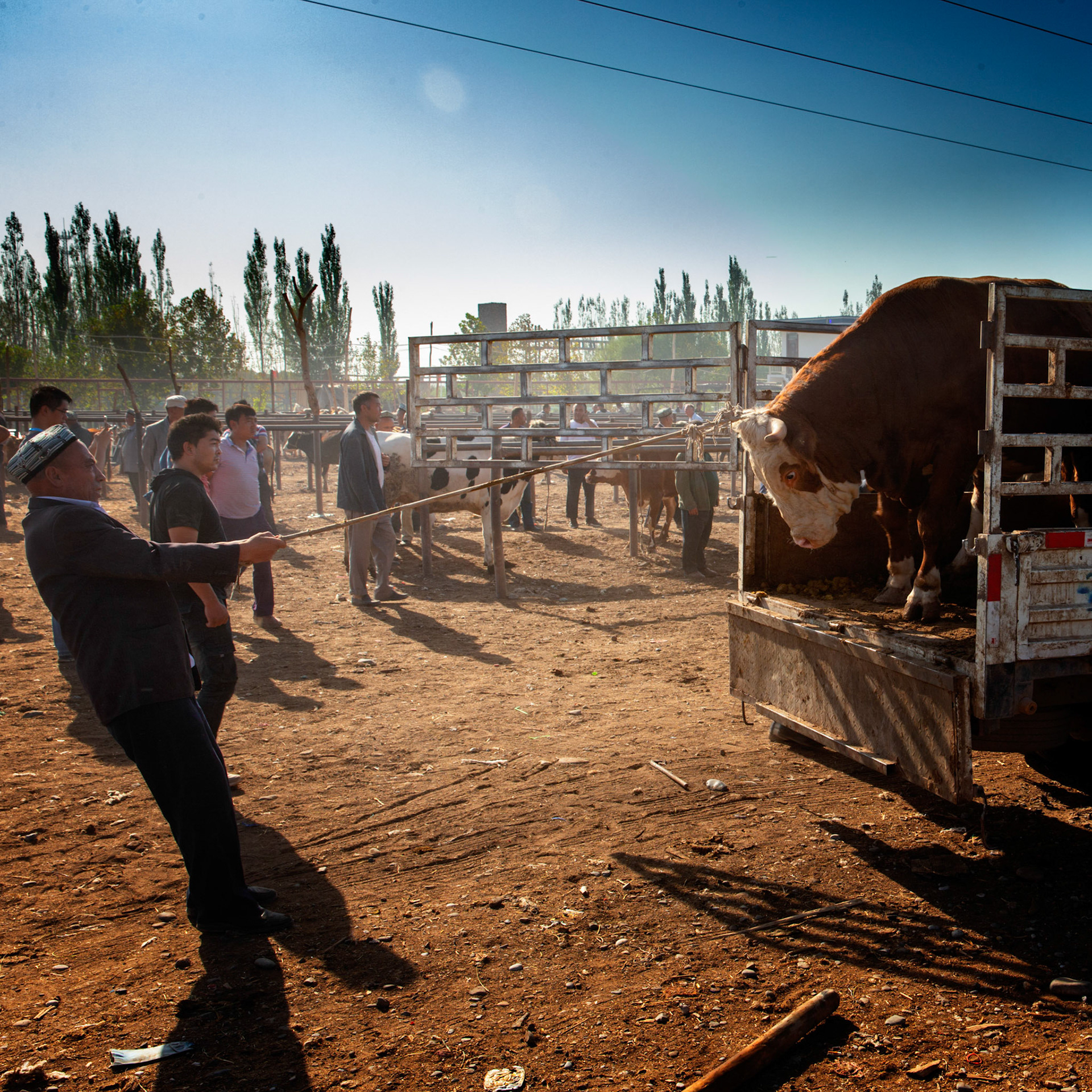 Kashgar,  China - September 9th, 2018 : Man pulling a cow out of a cart at the Kashgar sunday cattle market, people watching in the background