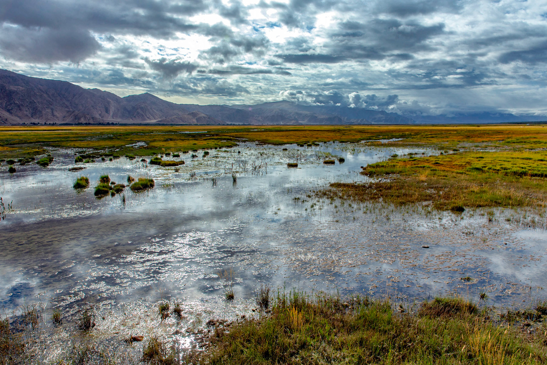cattle grazing at the Tashgurkan grasslands, 3600M high at the China - Pakistan border.