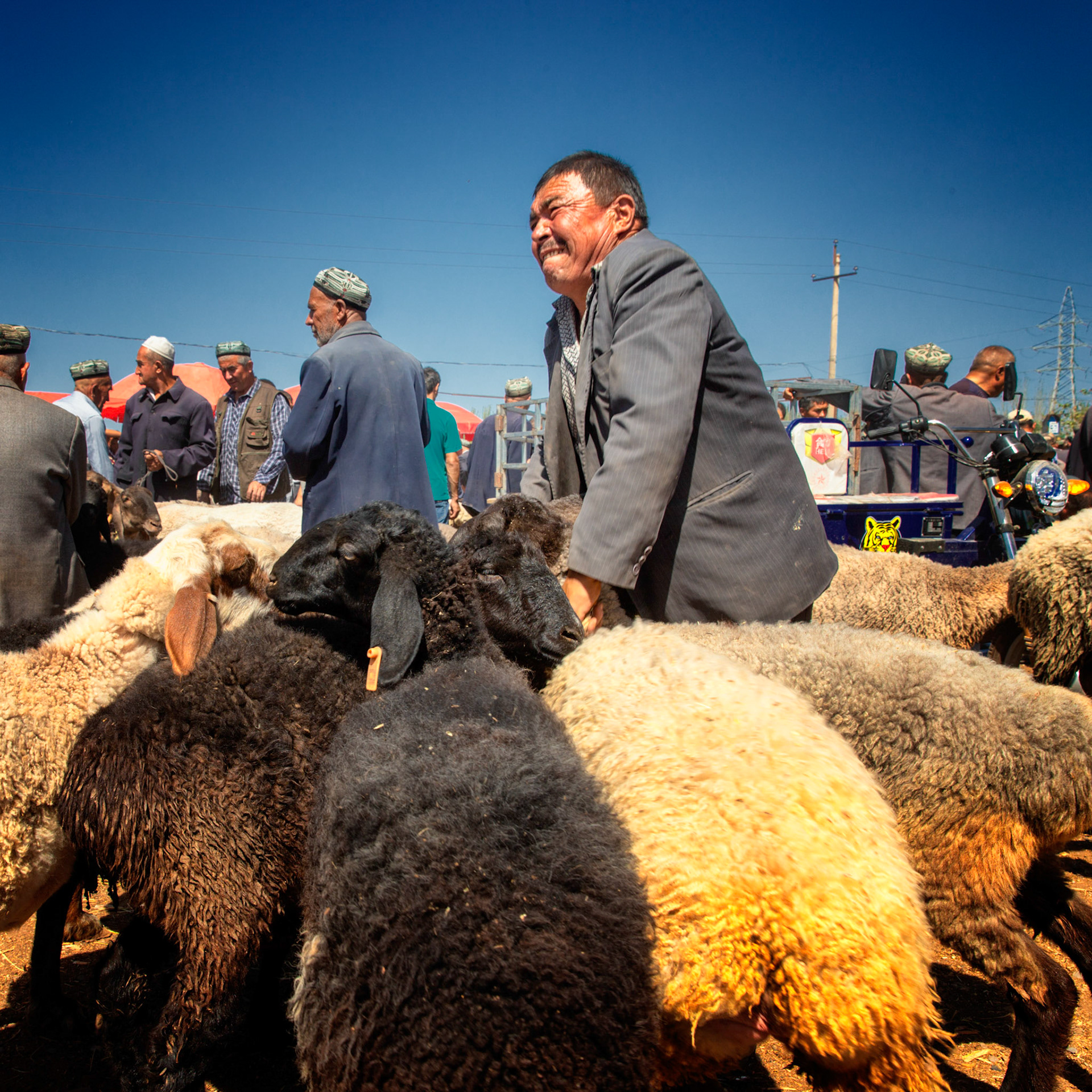 Kashgar,  China - September 9th, 2018 : Uyghur farmer pulling a bunch of sheep along at the Kasghard sunday bazaar (cattle market)