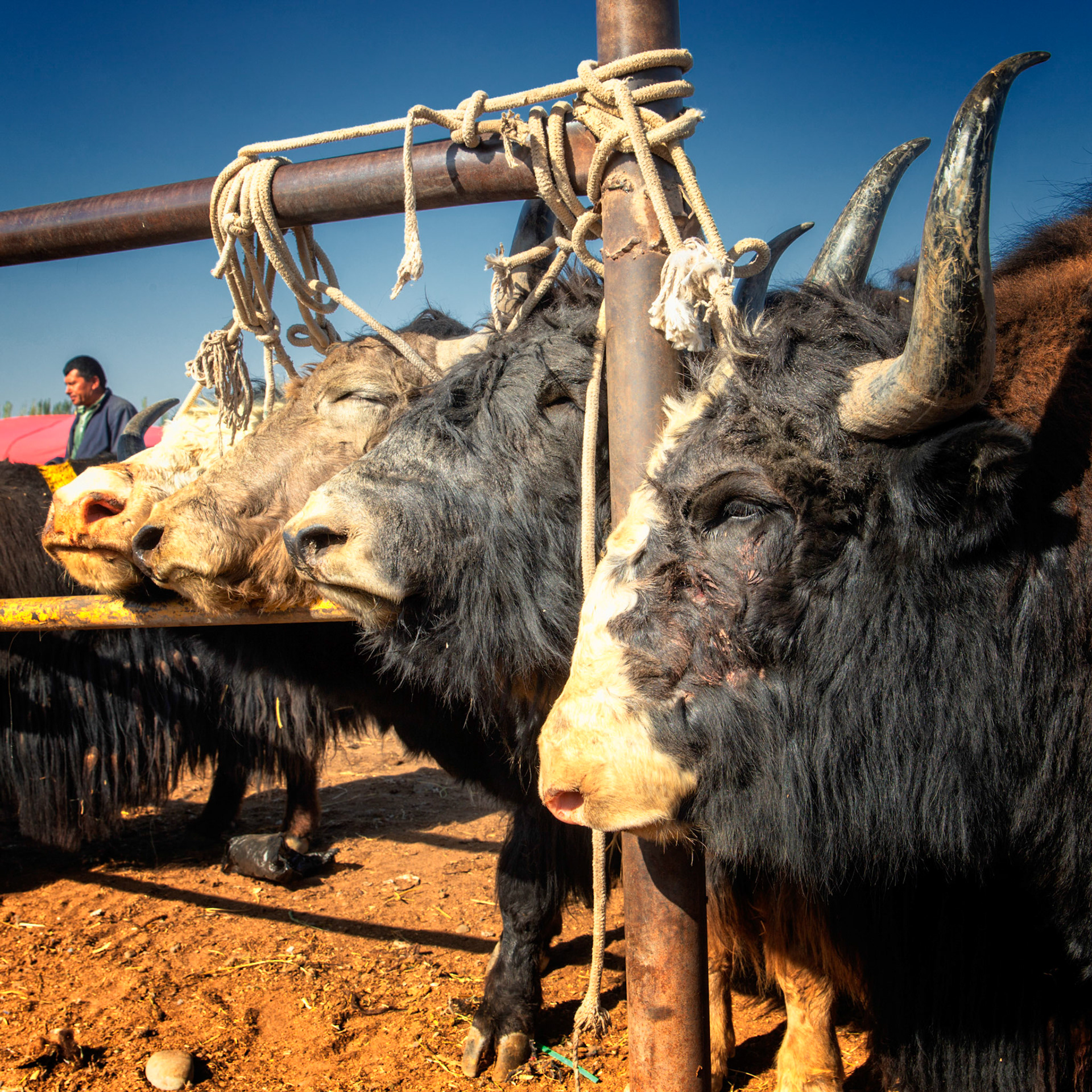 Kashgar,  China - September 9th, 2018 : cows tied up at the Kashgar sunday cattle market, one man in the background.