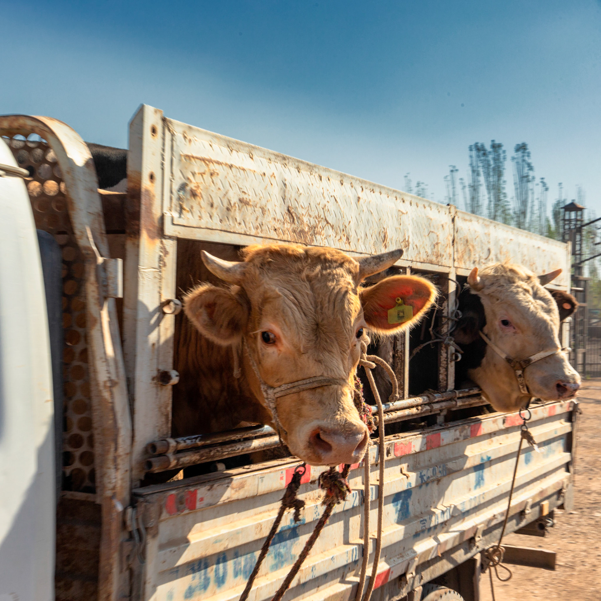Cattle in truck at the Kashgar cattle market