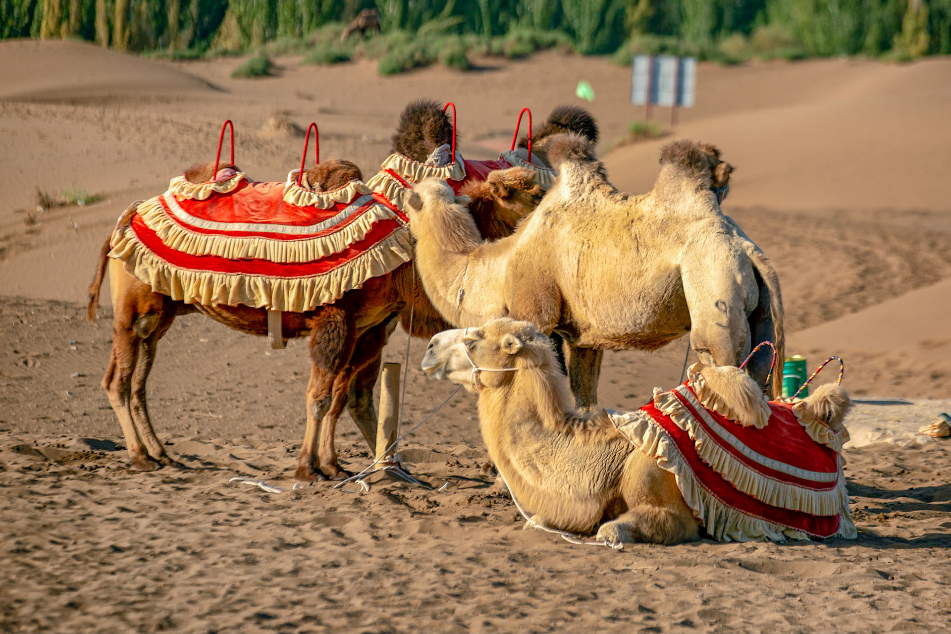 shanshan, Xinjiang, China - september 3, 2018: Camels for tourist transport in the Kuntagh desert sand dunes.