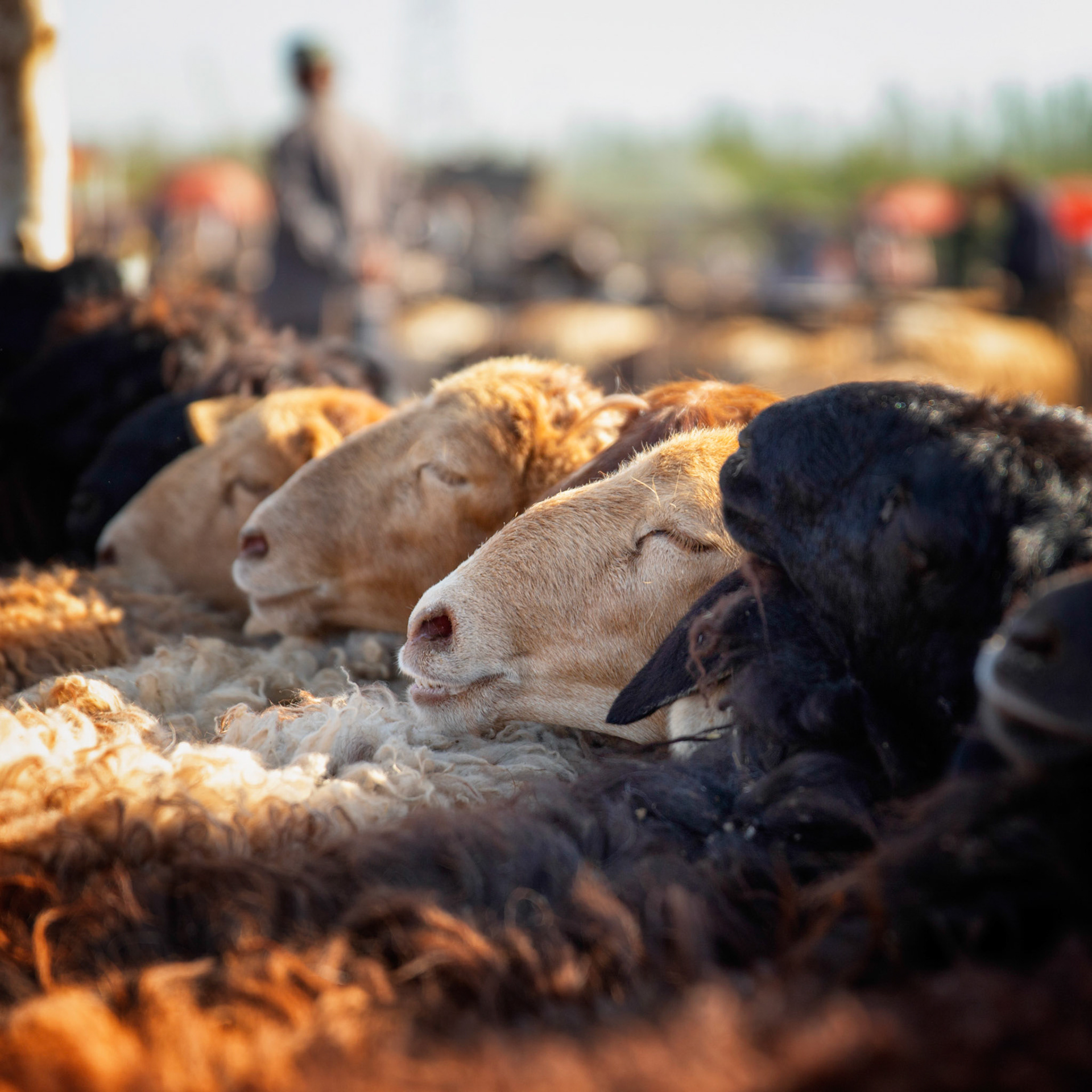 Sheep packed closely together at the Kashgar sunday cattle market, Kashgar, Xinjiang, China