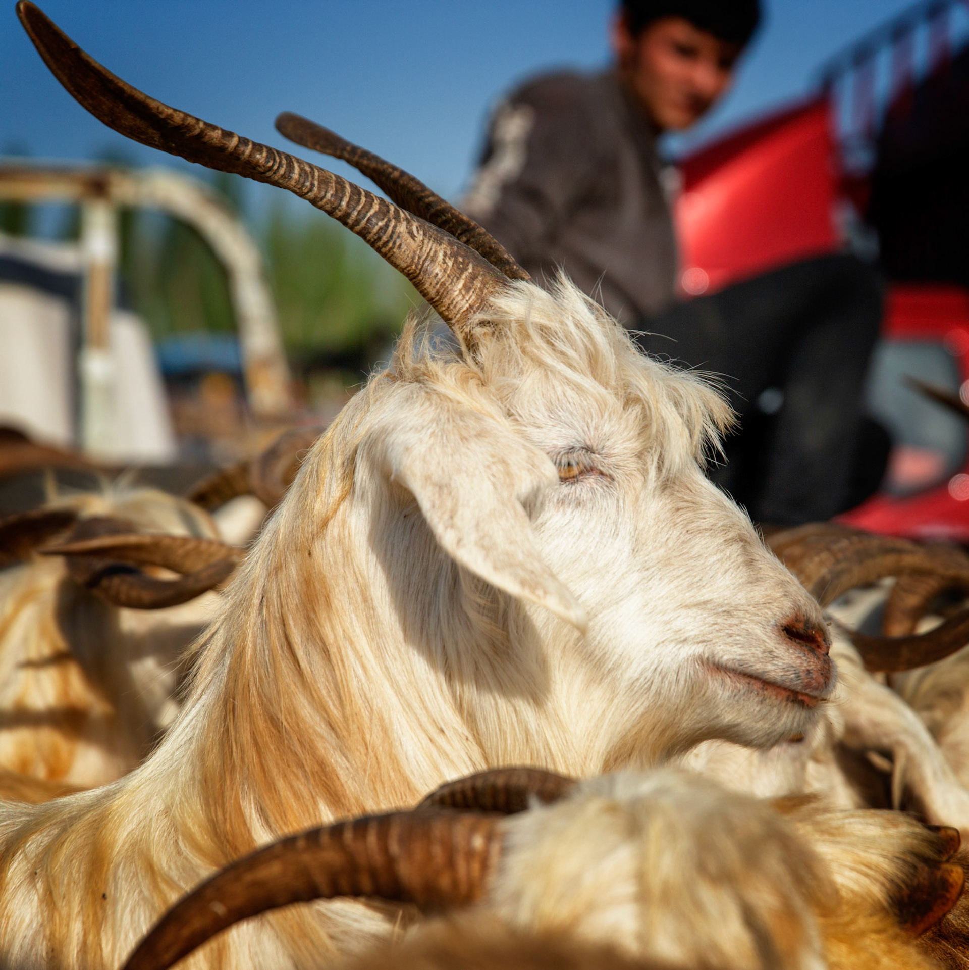 Goats at the Kashgar cattle market.